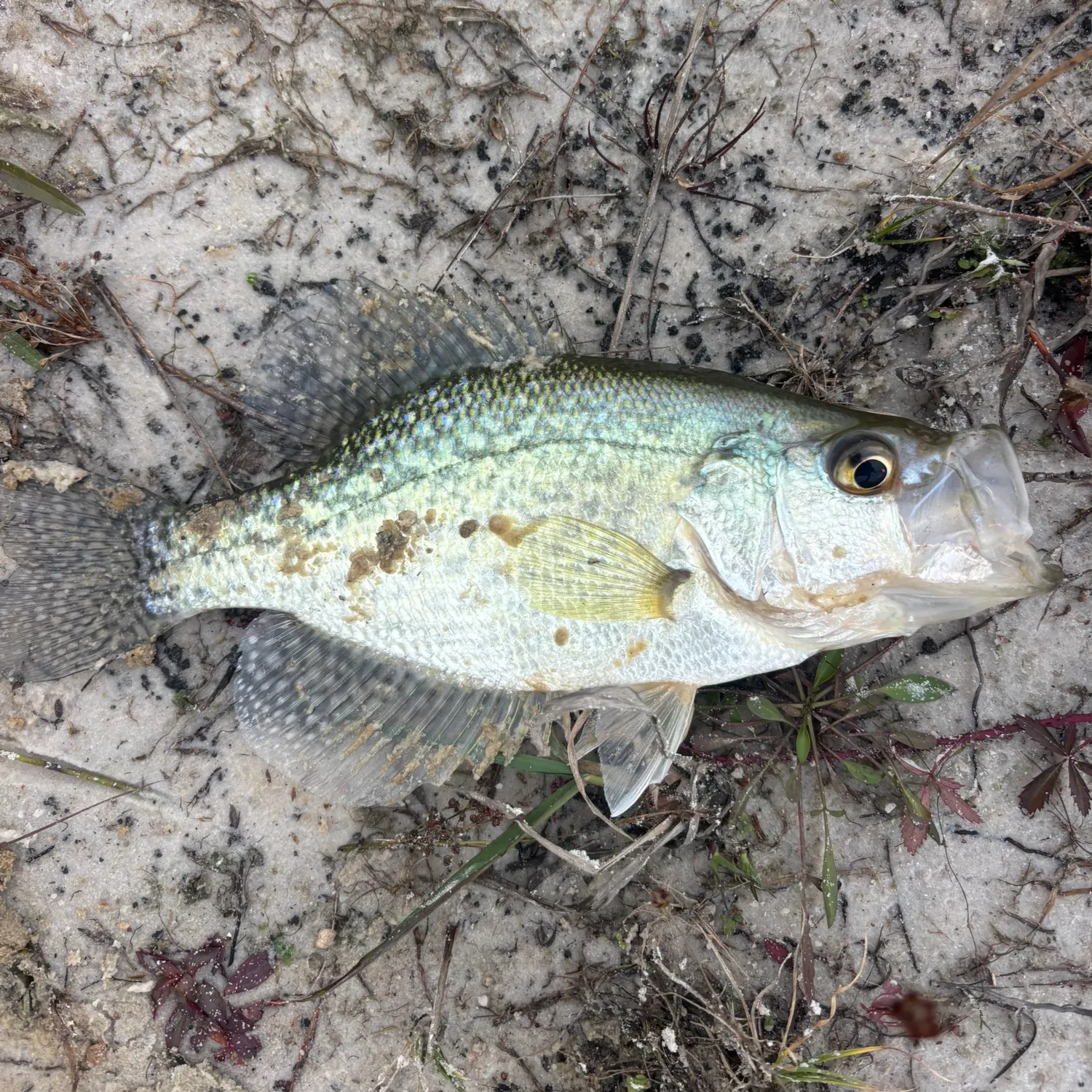 The most recent White crappie catches on Fishbrain