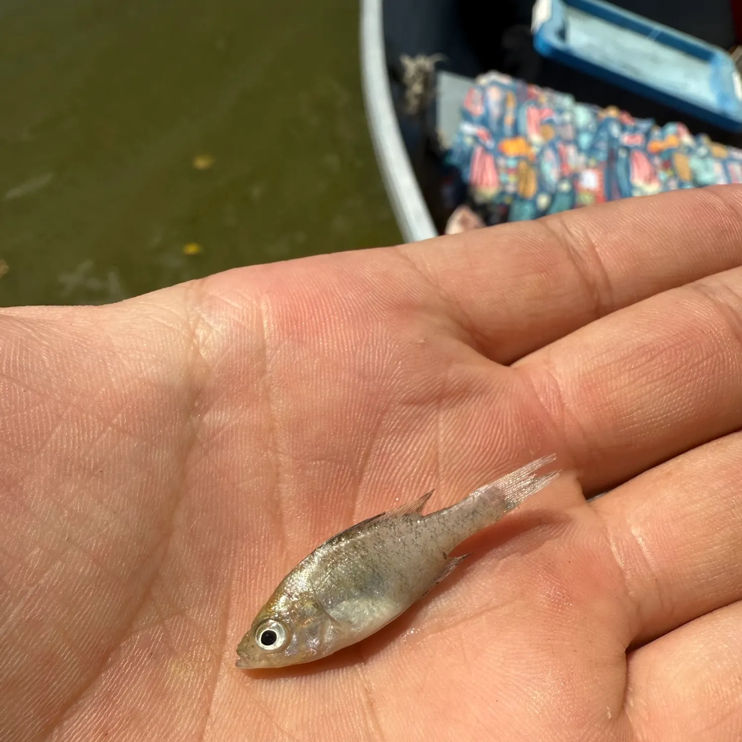 The most recent Sheepshead minnow catches on Fishbrain