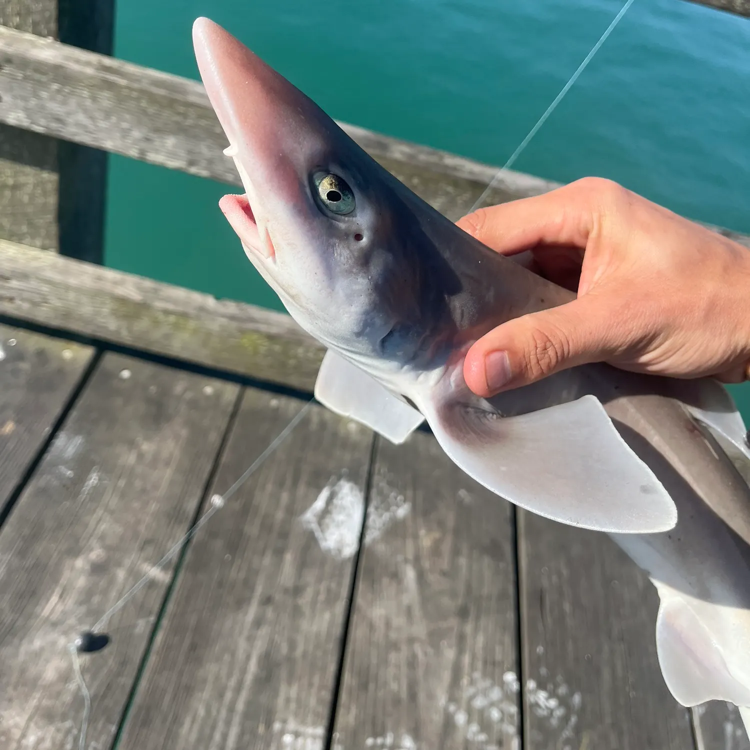 The most recent Dusky smooth-hound catches on Fishbrain