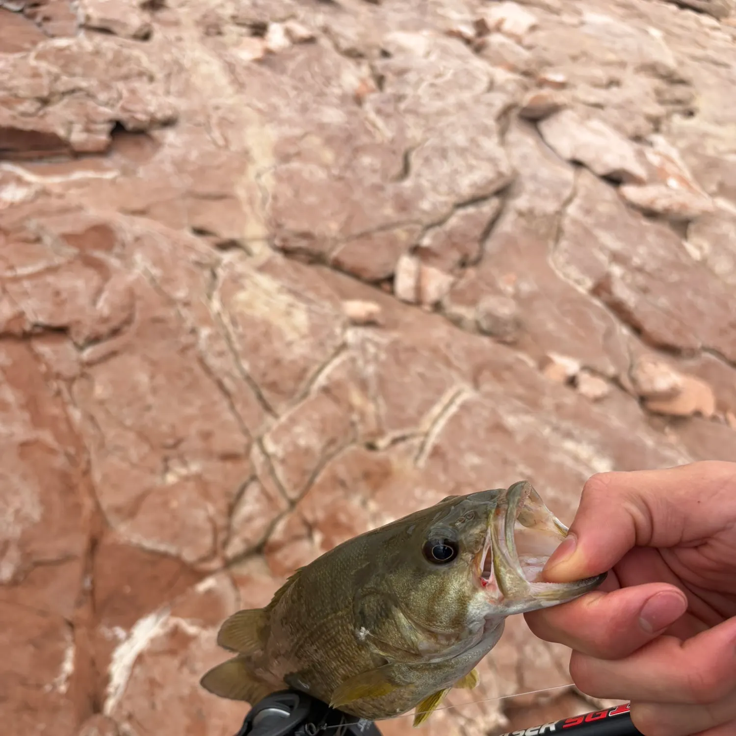 Smallmouth bass caught on Fishbrain