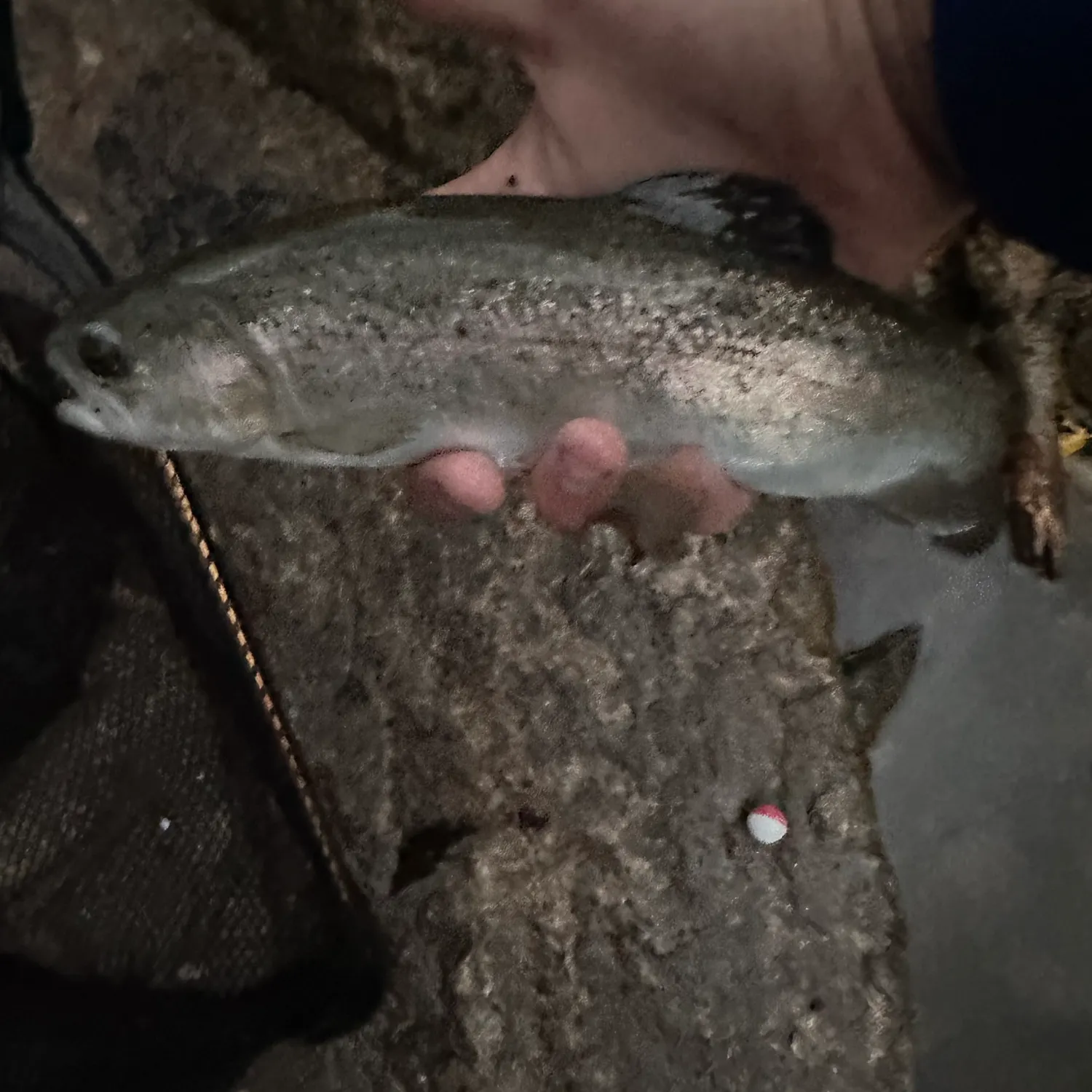 Rainbow trout caught on Fishbrain
