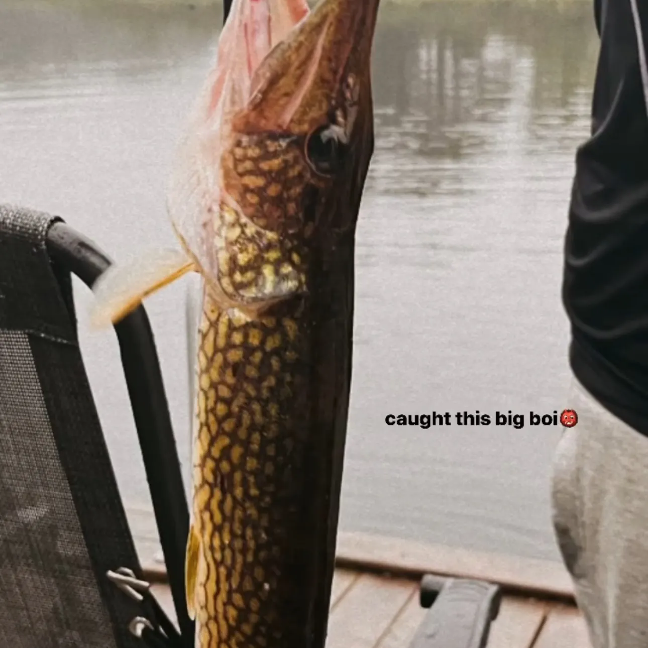 Chain pickerel caught on Fishbrain