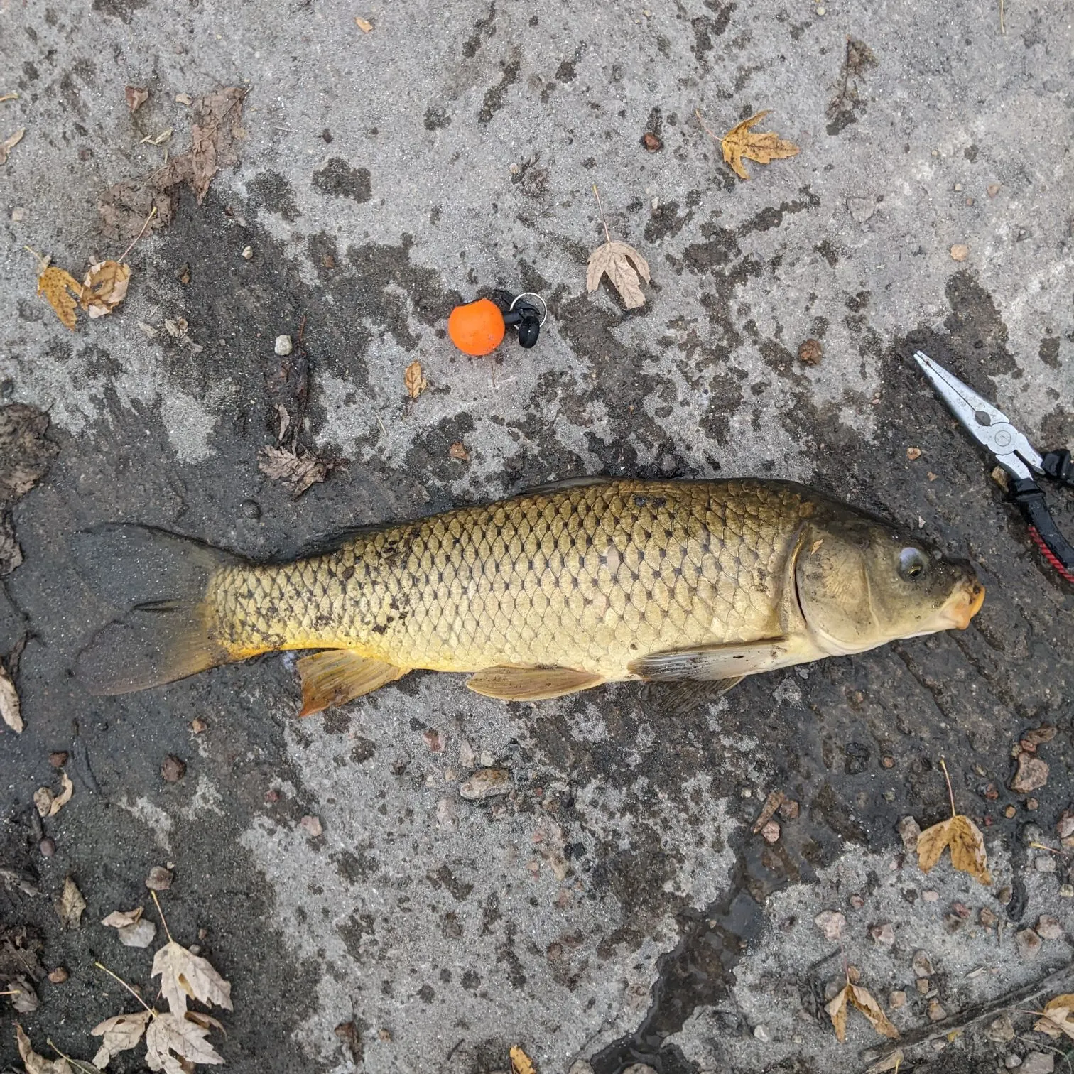 Common carp caught on Fishbrain