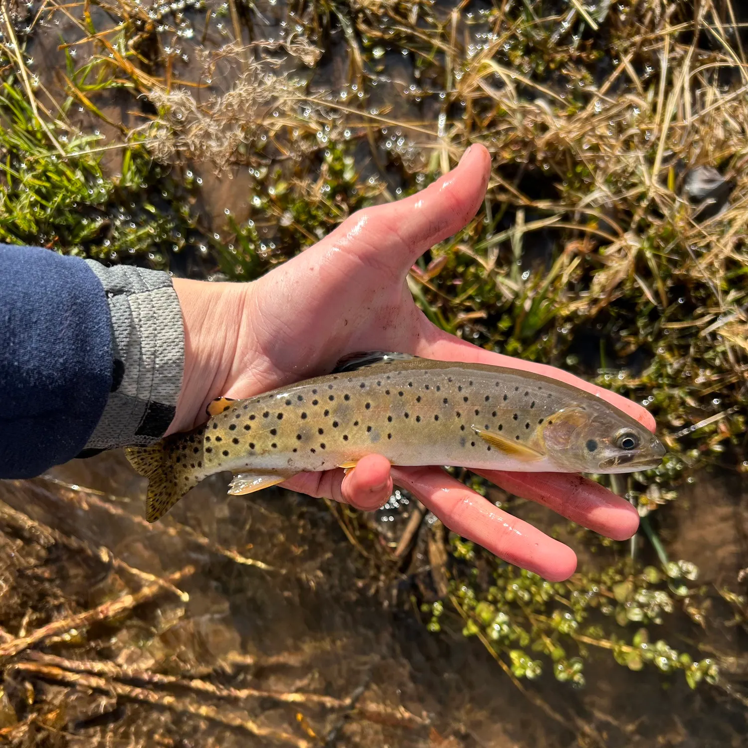 The most recent Colorado river cutthroat trout catches on Fishbrain