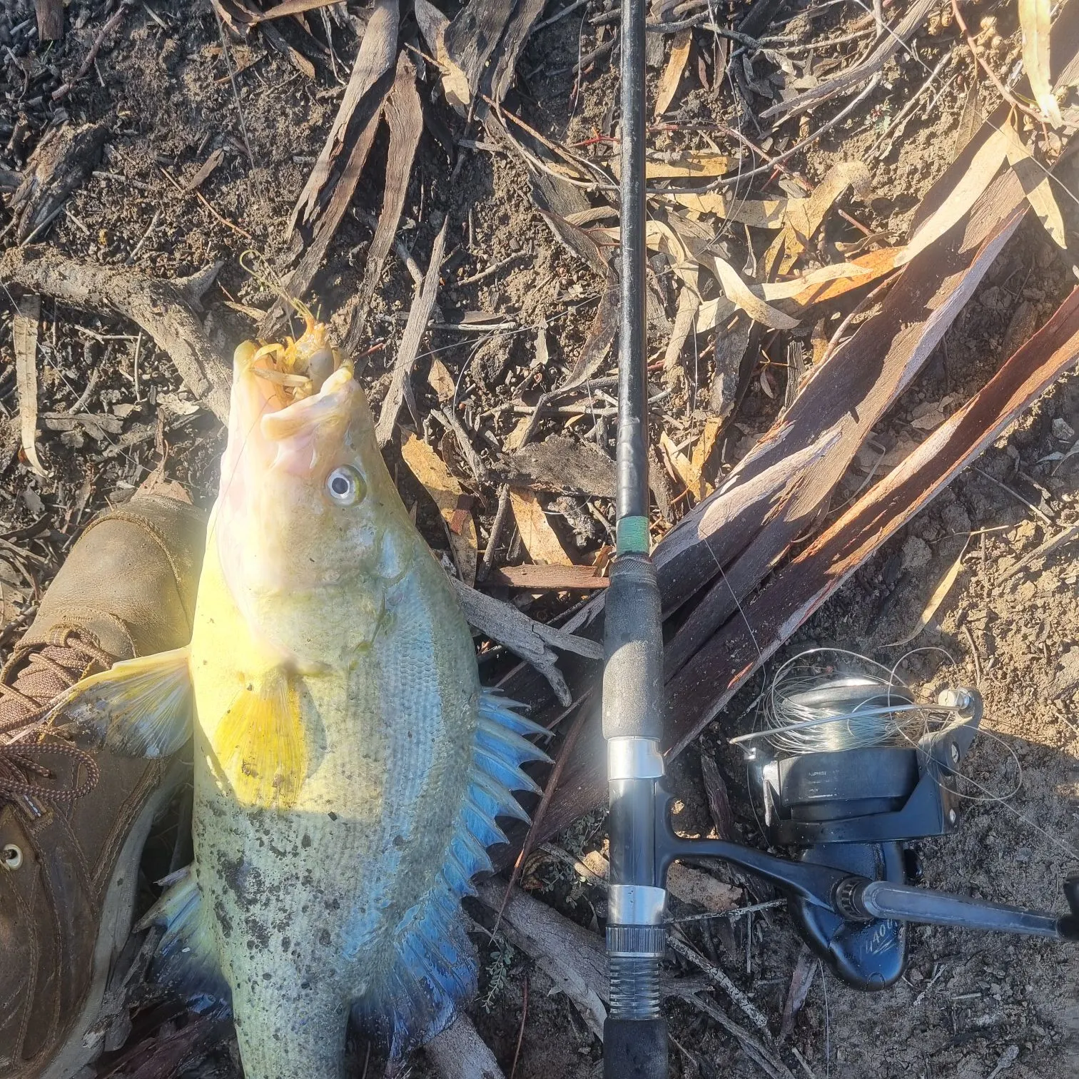 The most recent Golden perch catches on Fishbrain