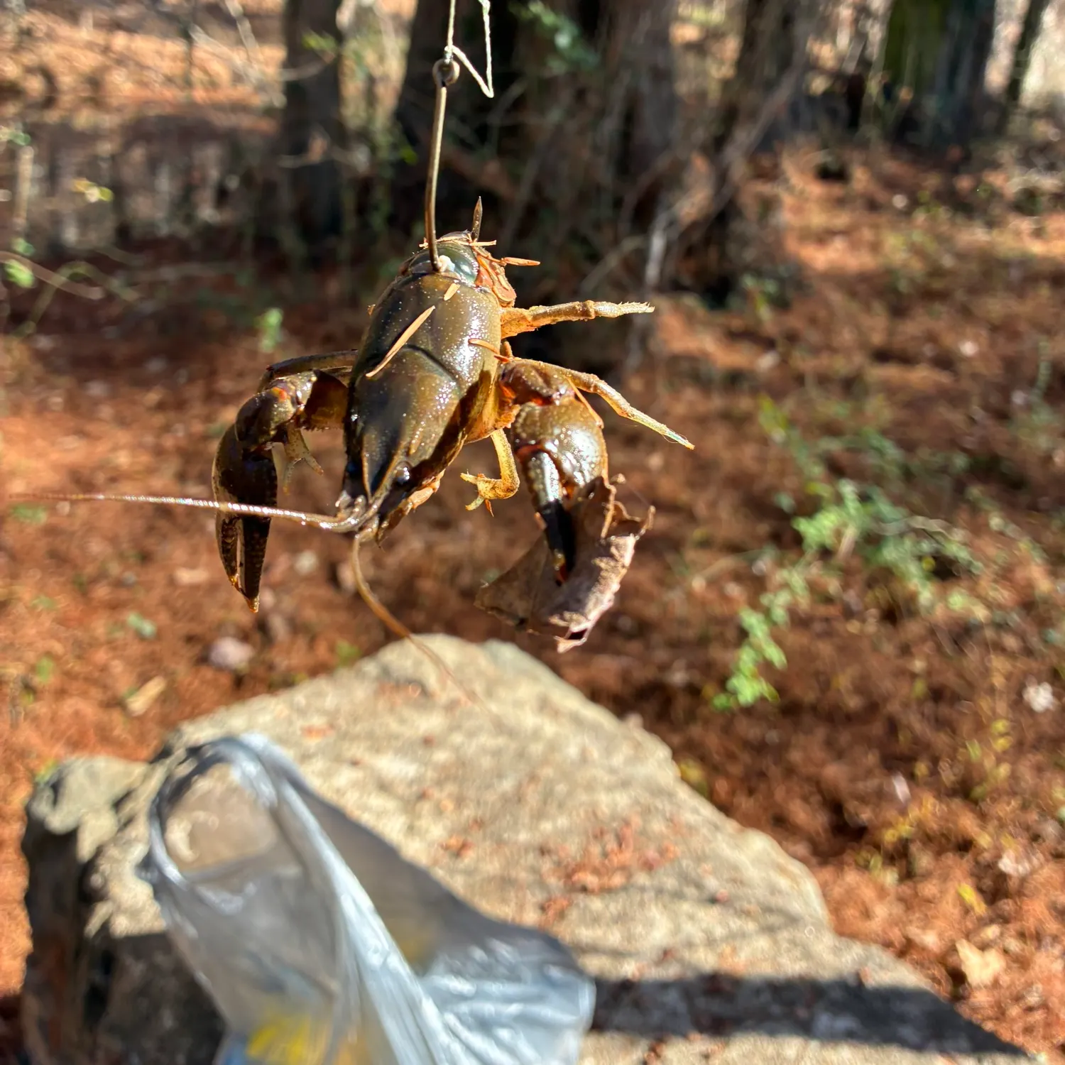 The most recent Signal crayfish catches on Fishbrain