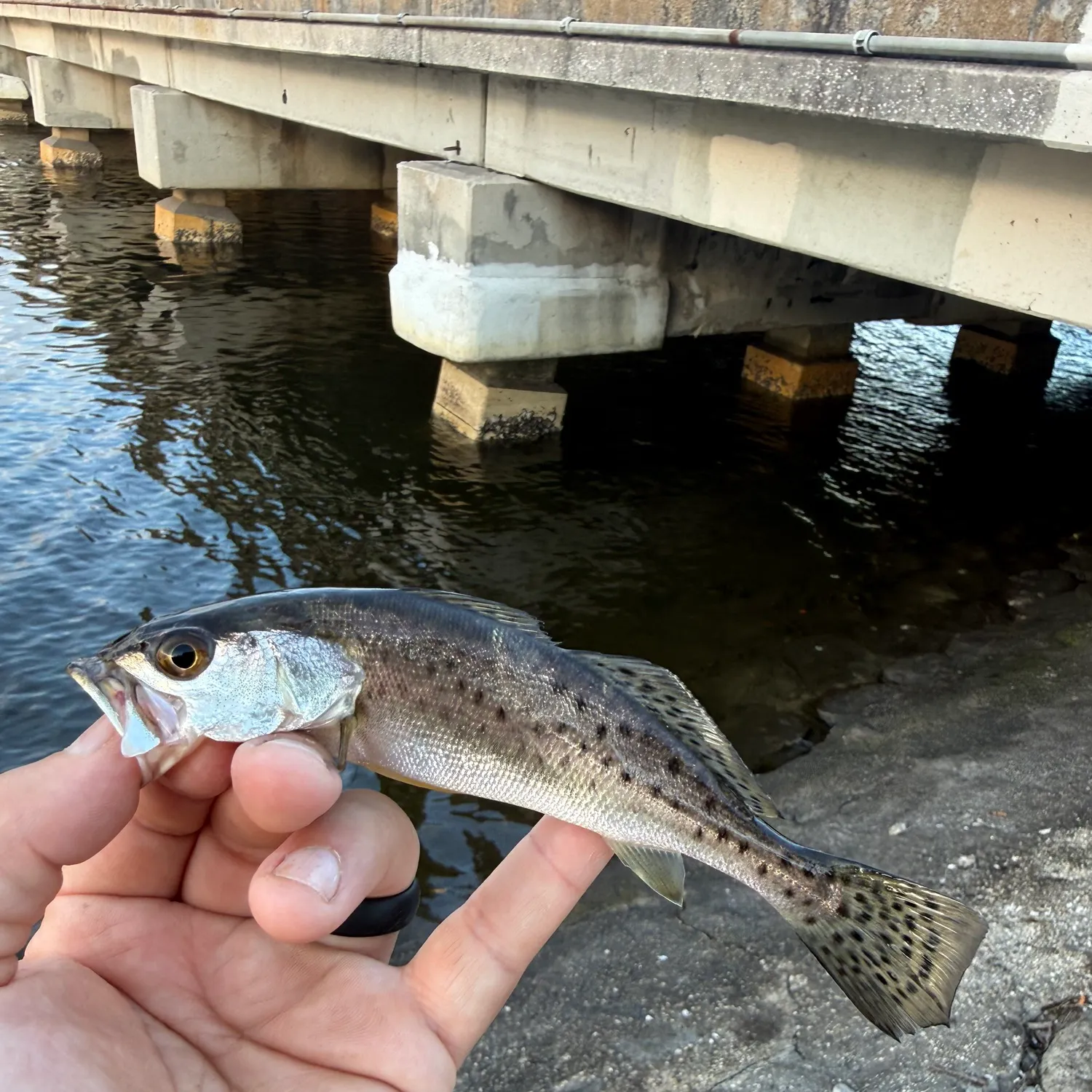 The most recent Spotted seatrout catches on Fishbrain