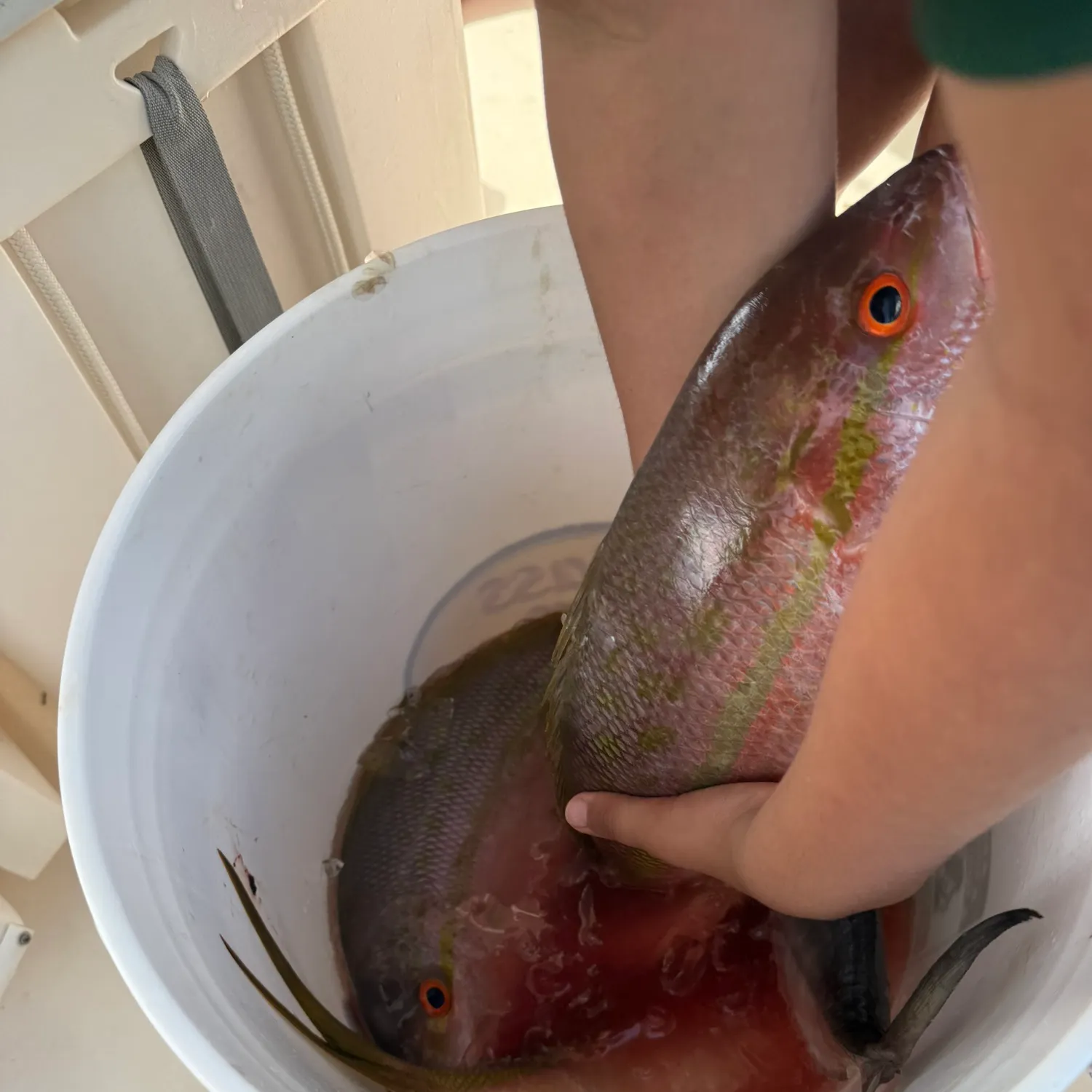 The most recent Yellowtail snapper catches on Fishbrain