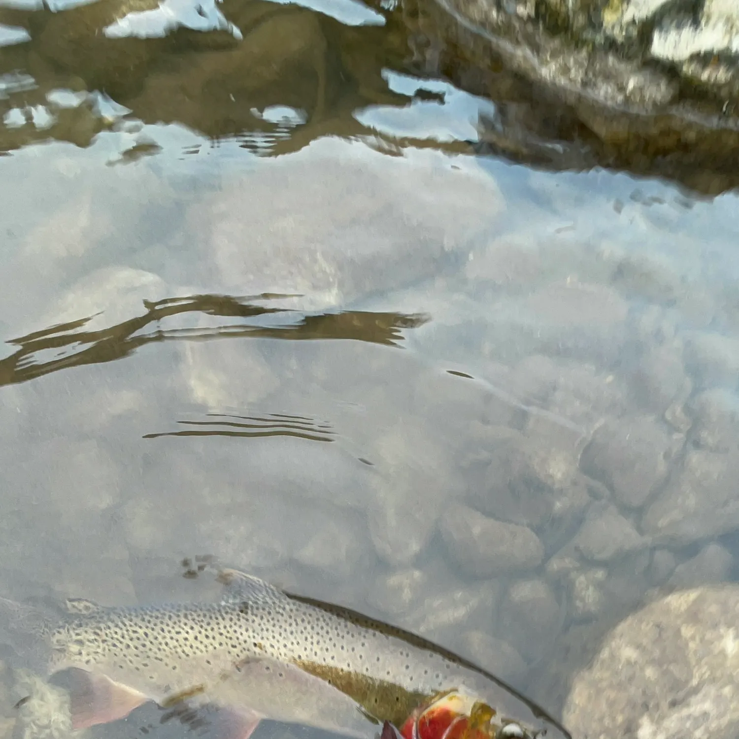 Cutthroat trout caught on Fishbrain