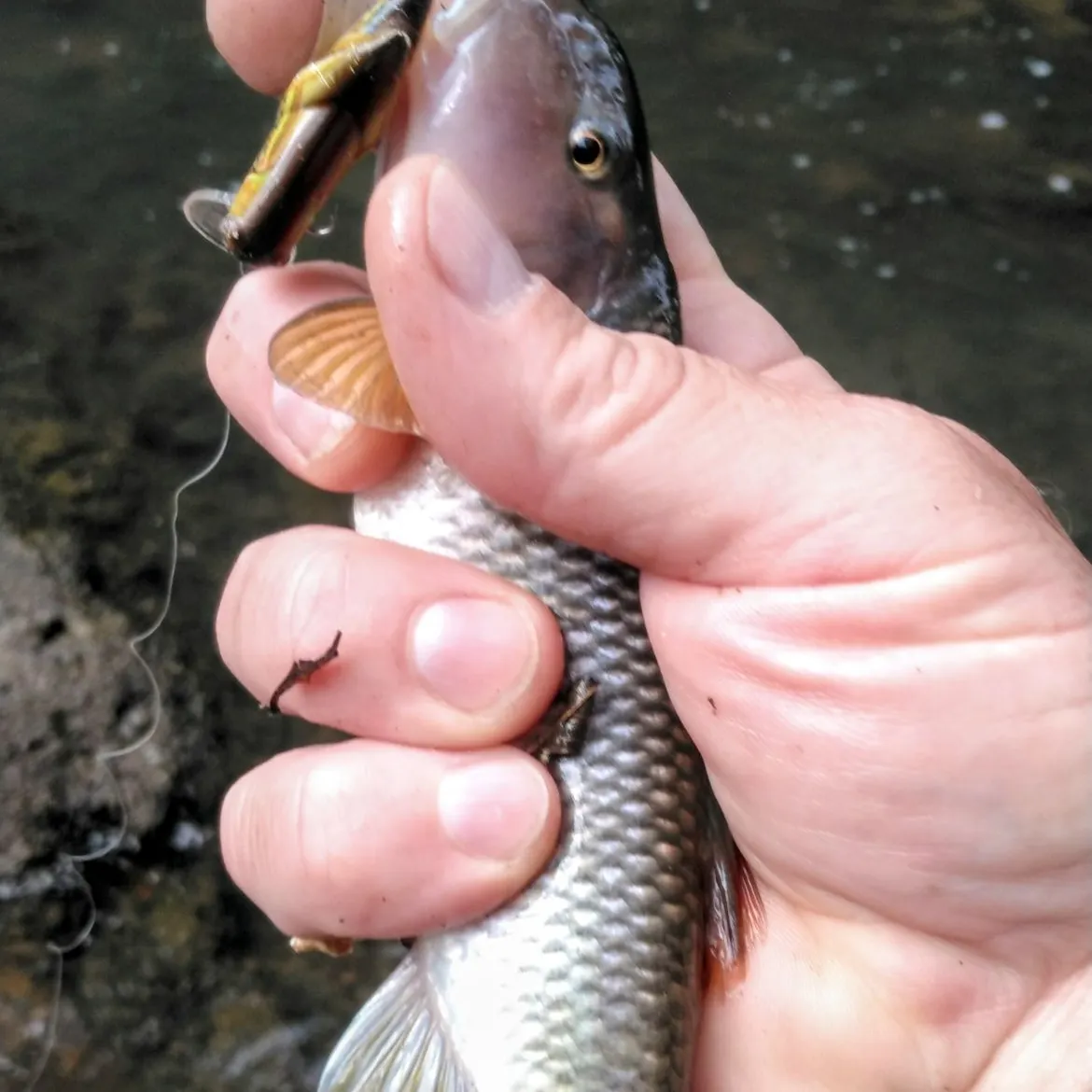 The most recent Hornyhead chub catches on Fishbrain