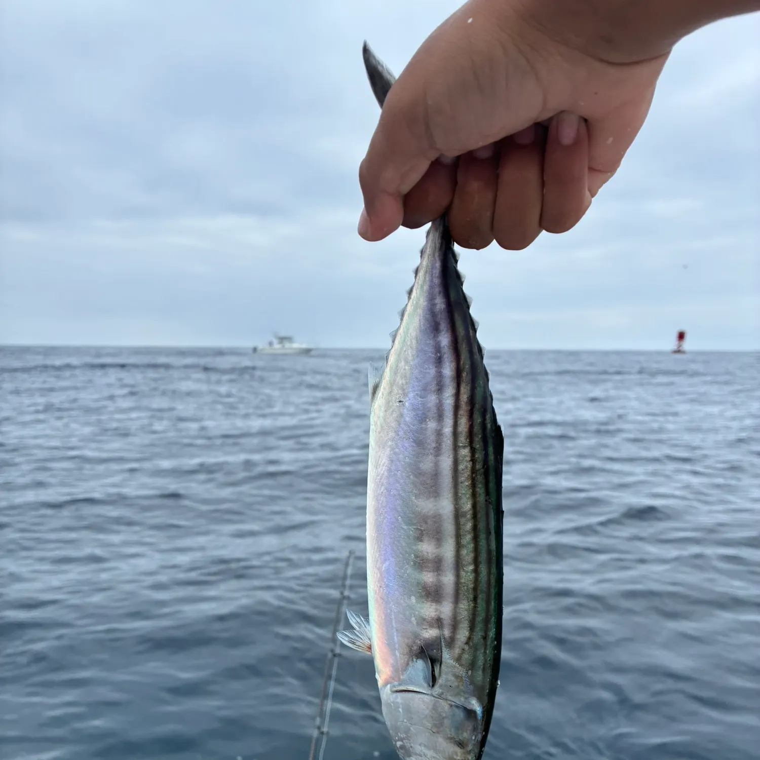 The most recent Pacific bonito catches on Fishbrain