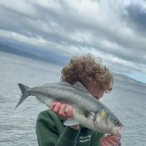 Eastern Australian salmon caught on Fishbrain