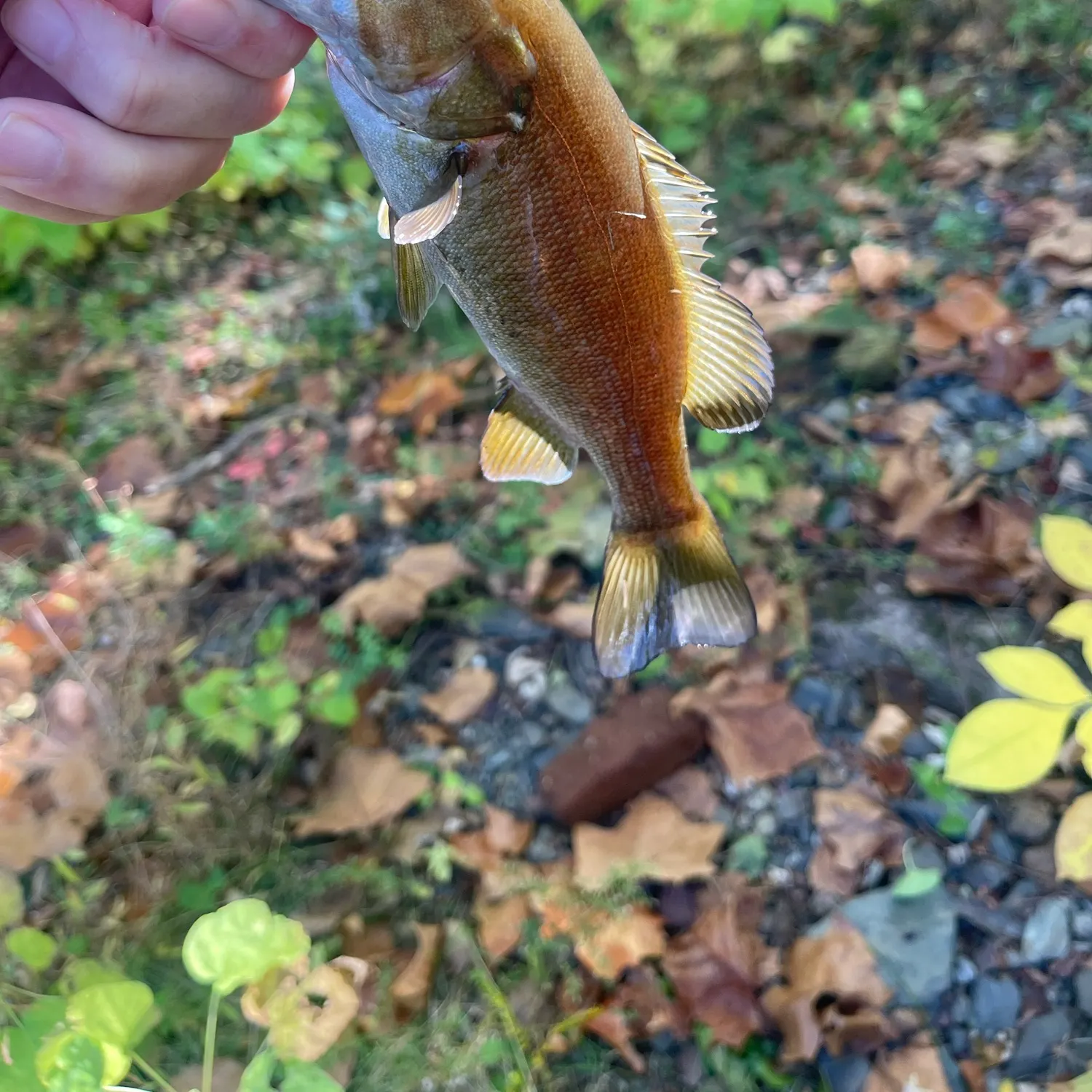 Smallmouth bass caught on Fishbrain