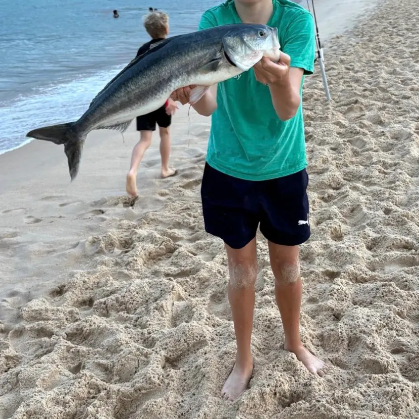 Eastern Australian salmon caught on Fishbrain