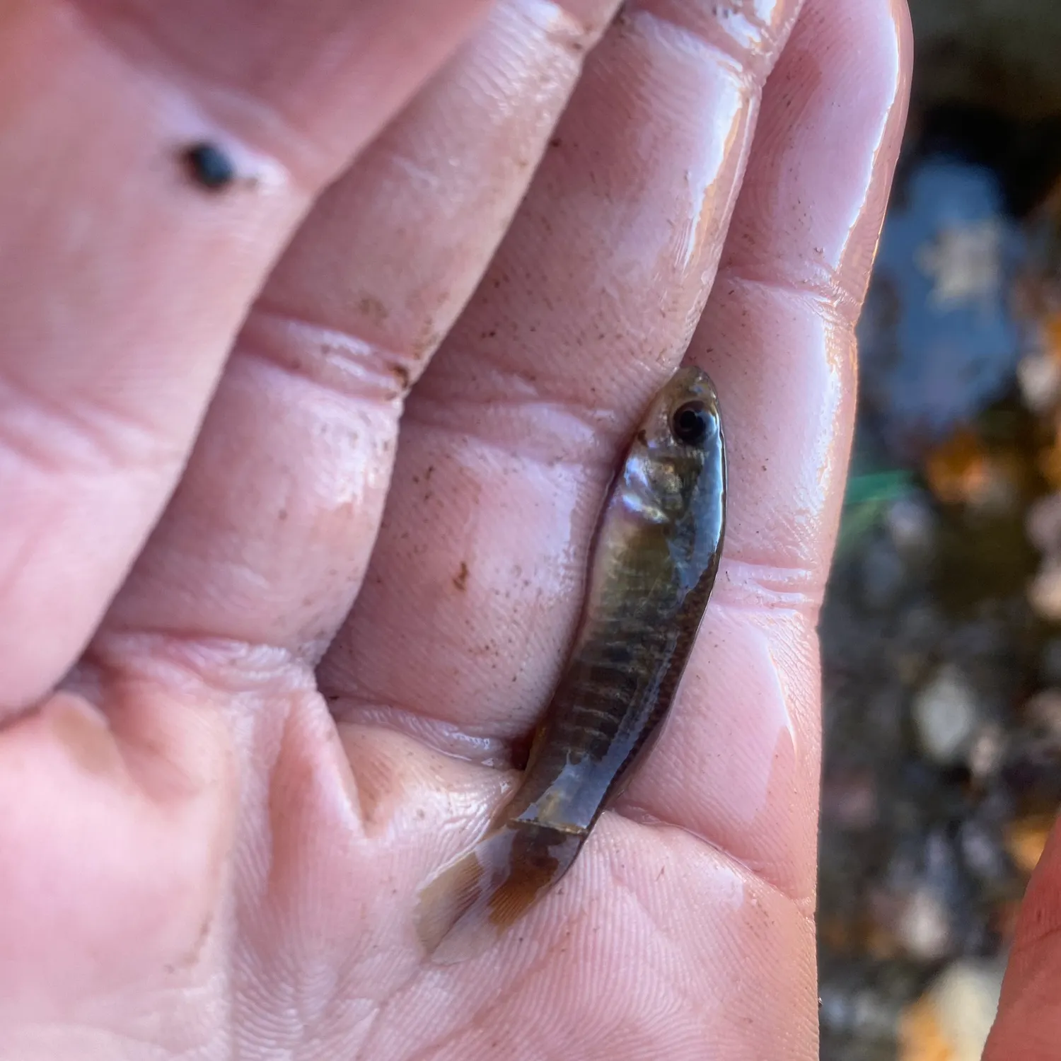 Mummichog caught on Fishbrain
