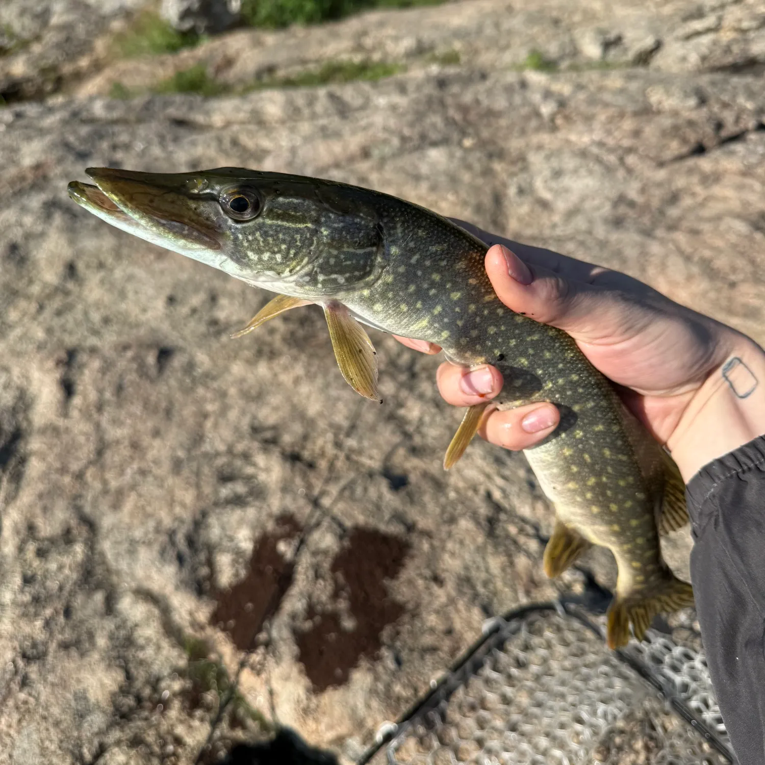catch