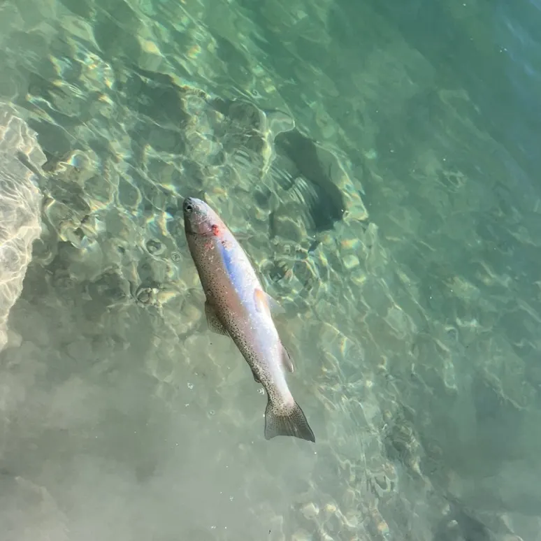 Rainbow trout caught on Fishbrain