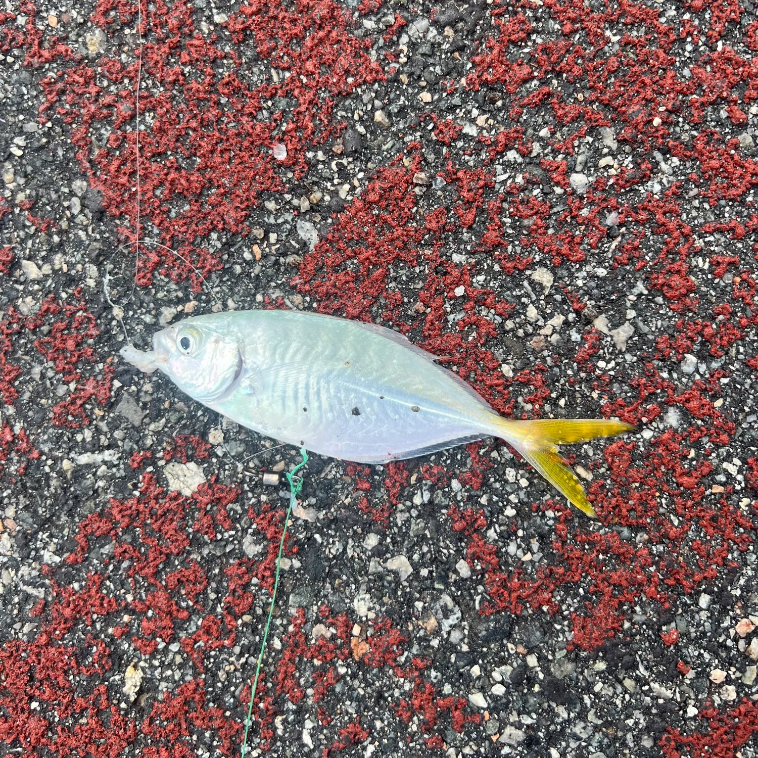 The most recent Razorbelly scad catches on Fishbrain