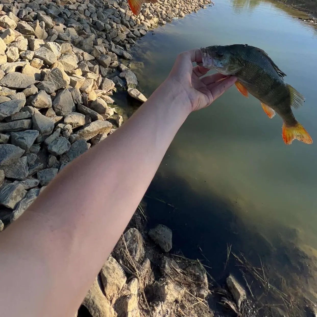 European perch caught on Fishbrain