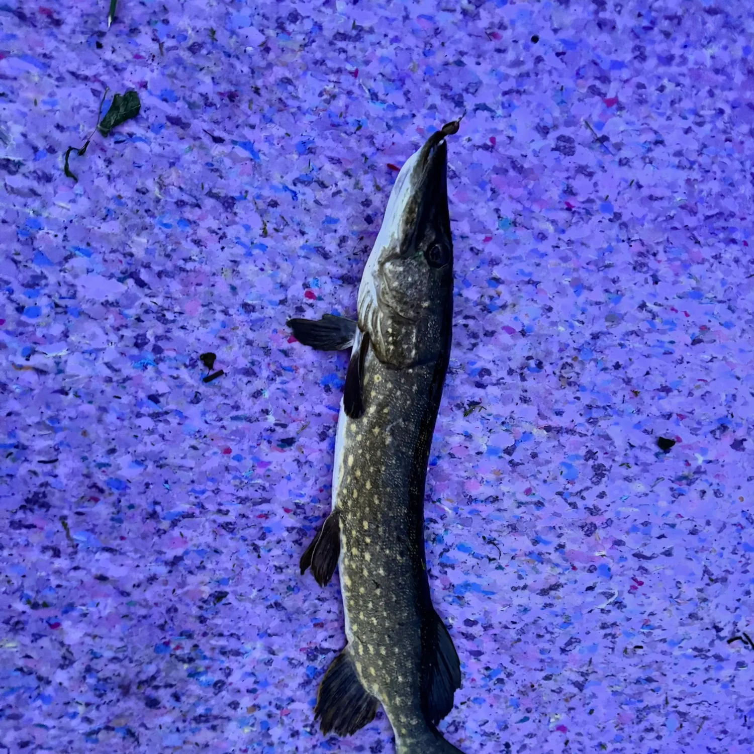 The most recent Northern pike x Chain pickerel catches on Fishbrain