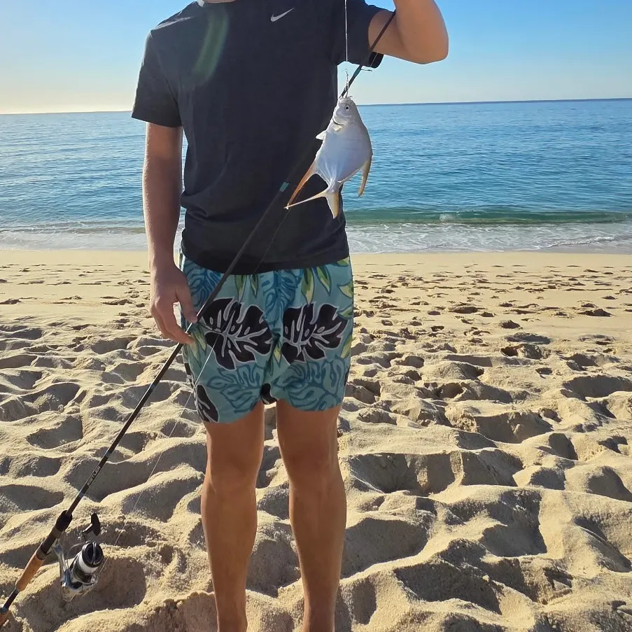 The most recent Yellow jack catches on Fishbrain