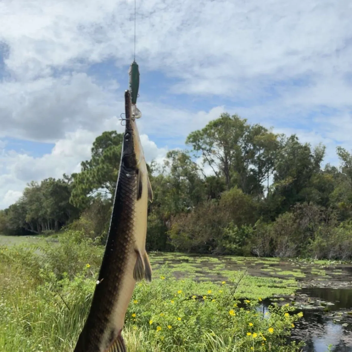 Florida gar caught on Fishbrain