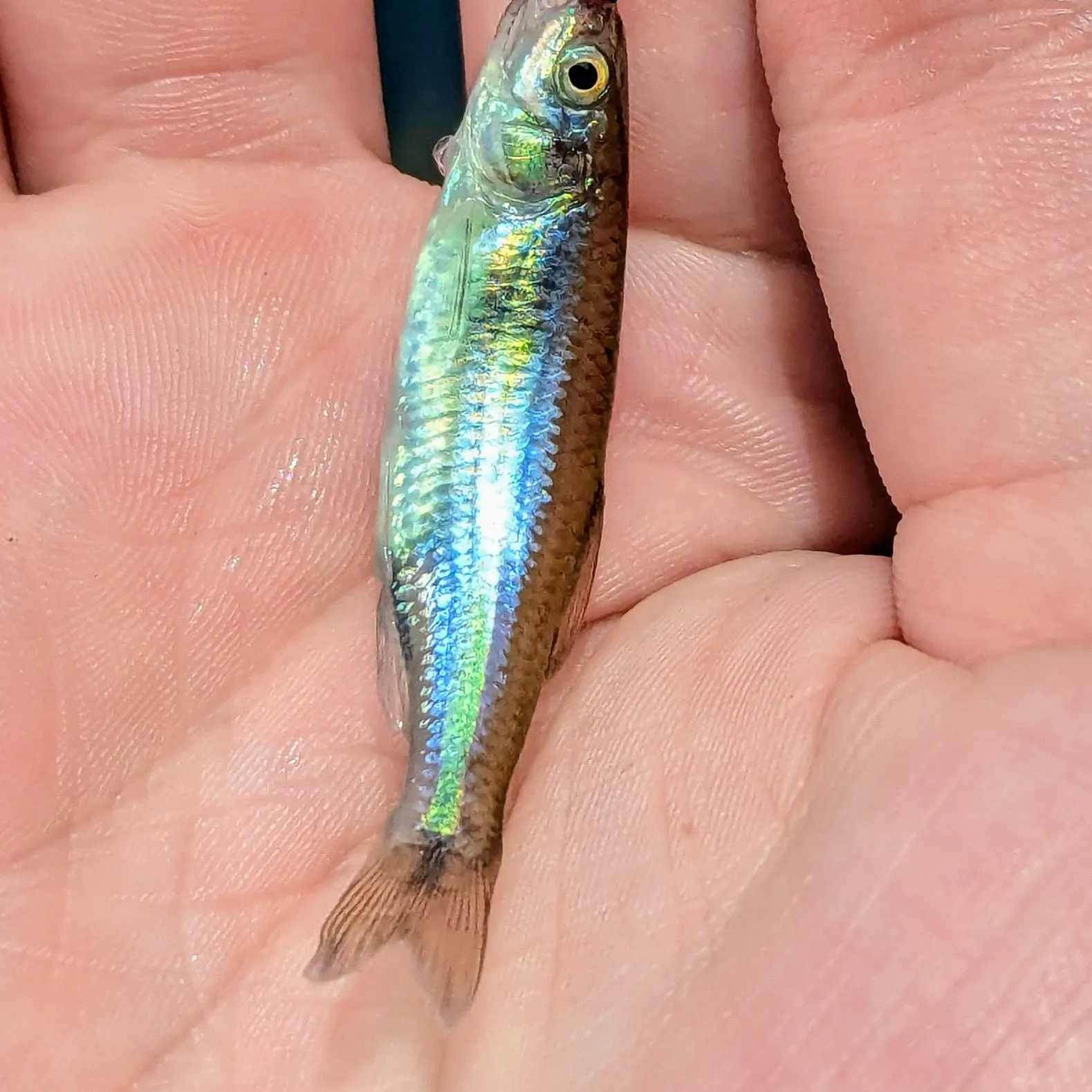The most recent Spottail shiner catches on Fishbrain
