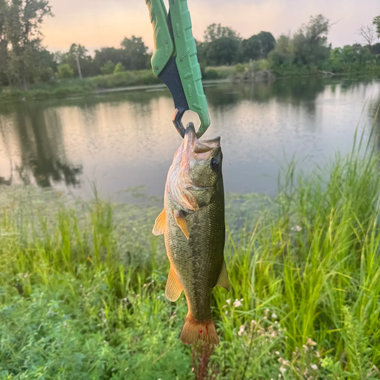 Largemouth bass caught on Fishbrain