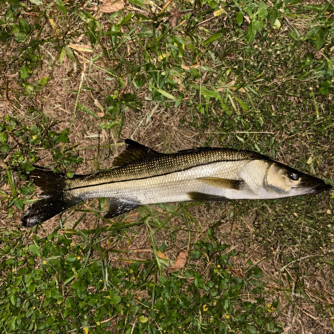 Common snook caught on Fishbrain