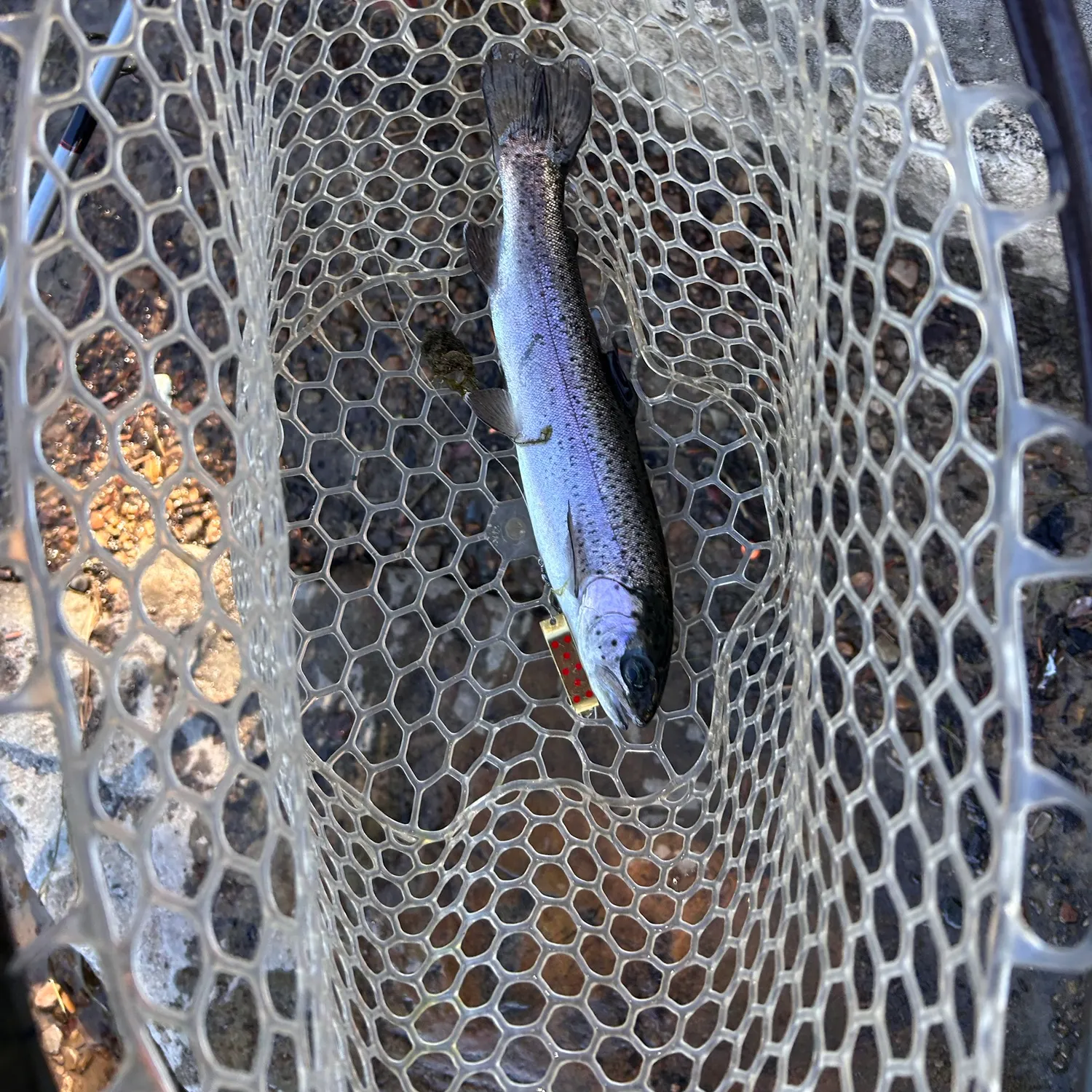 Rainbow trout caught on Fishbrain