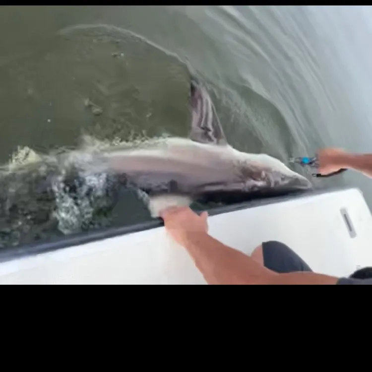 The most recent Blacktip shark catches on Fishbrain