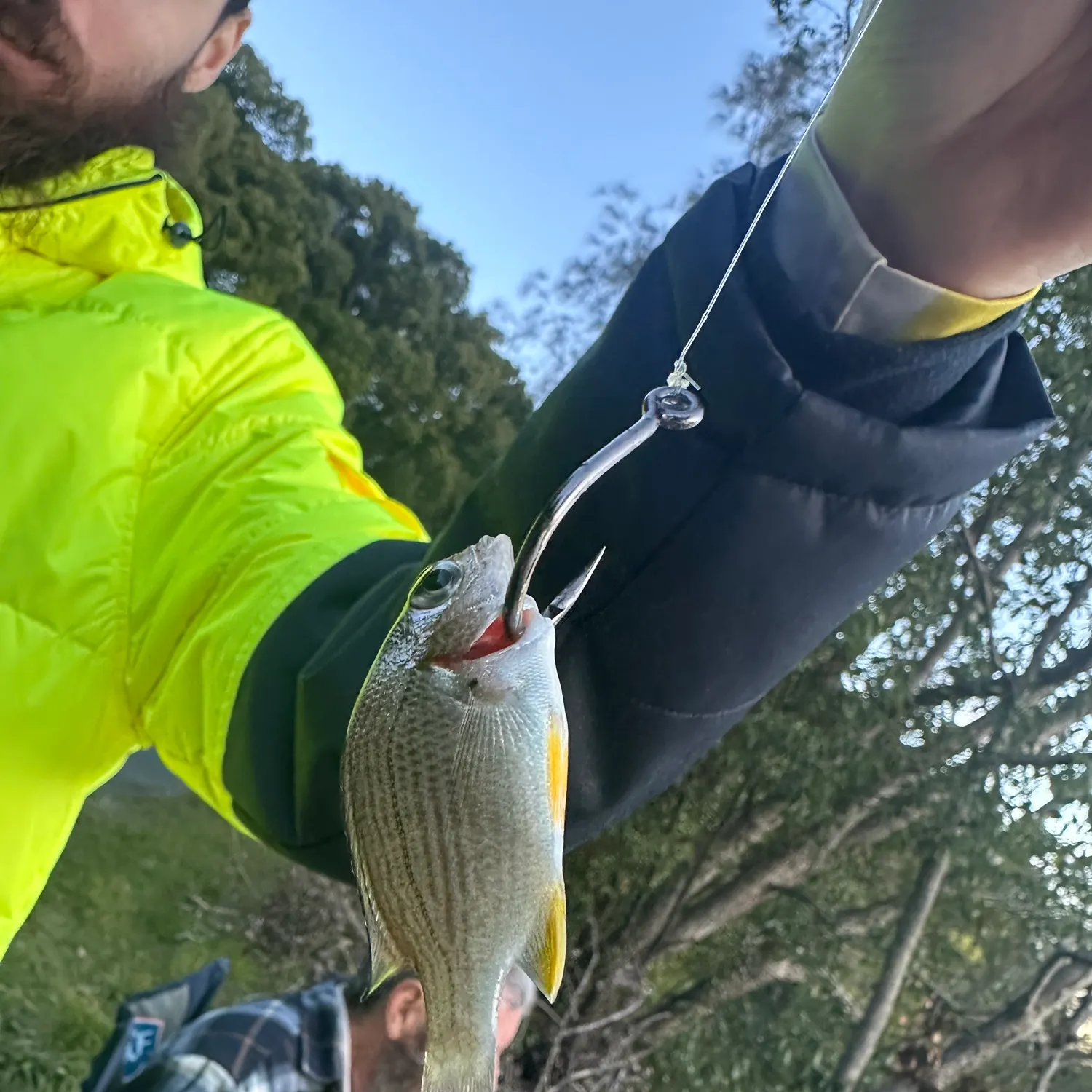 Surf bream caught on Fishbrain