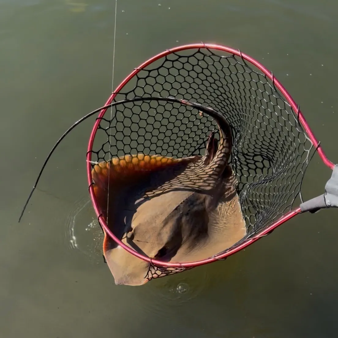 The most recent Common stingray catches on Fishbrain