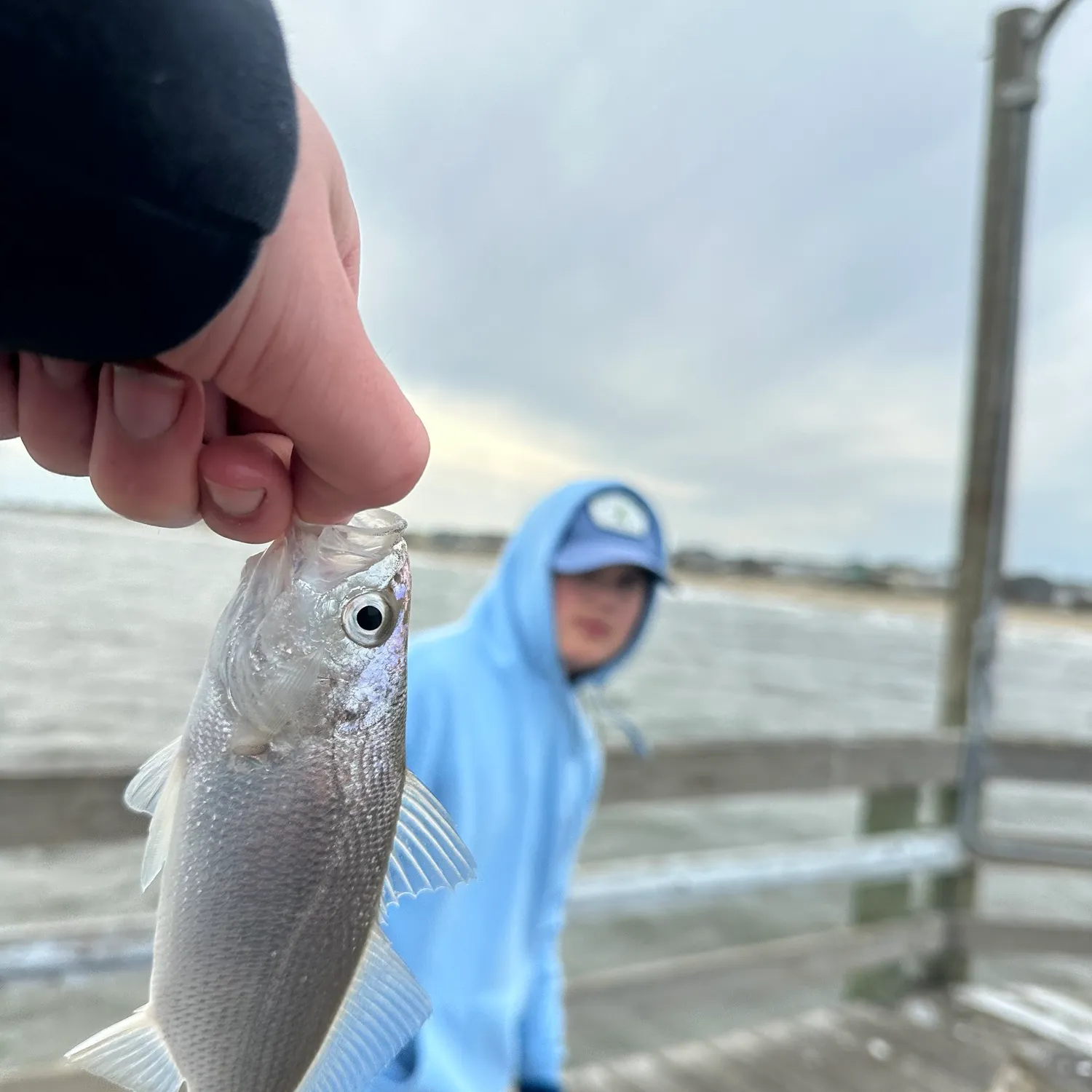 The most recent Silver perch catches on Fishbrain