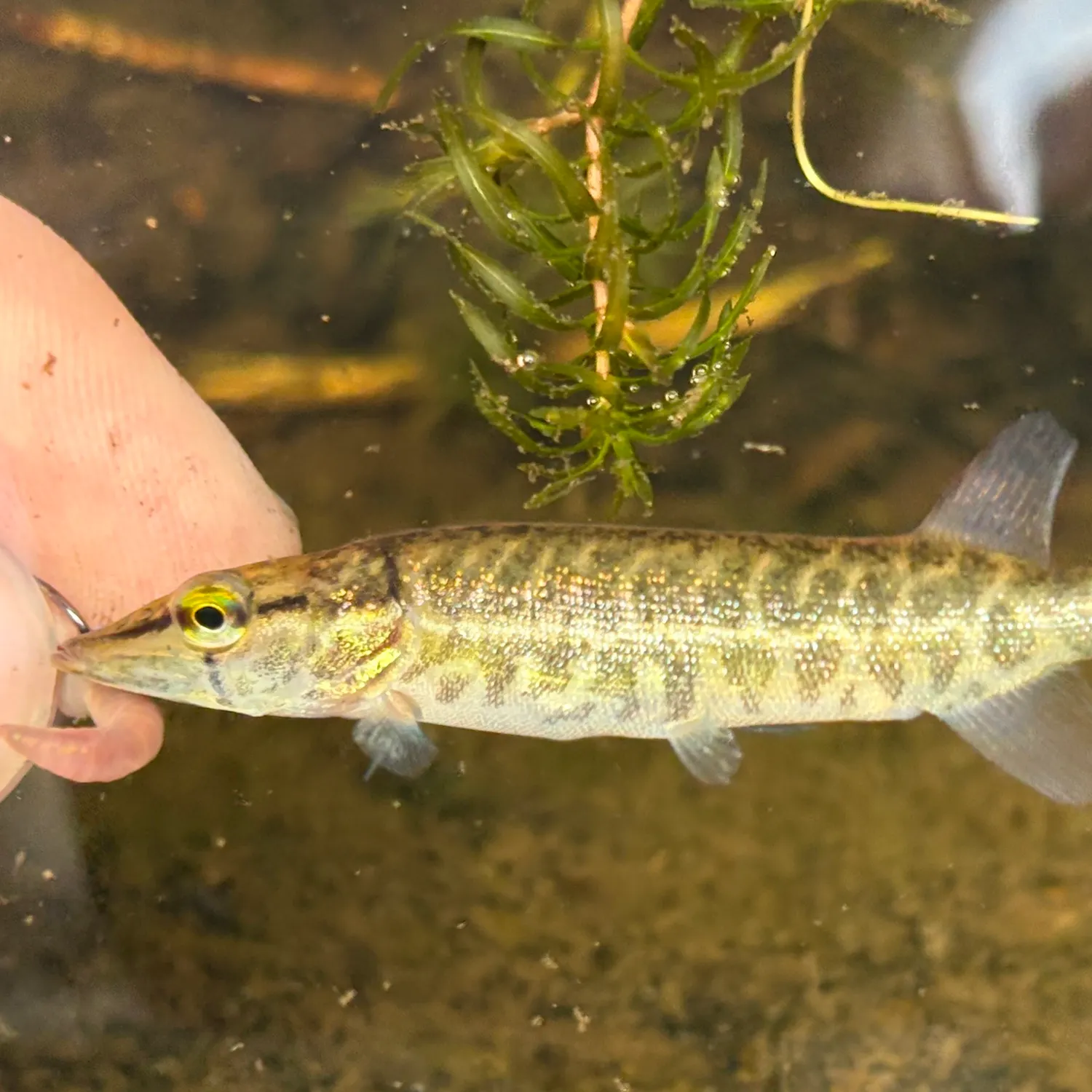 The most recent Redfin pickerel catches on Fishbrain
