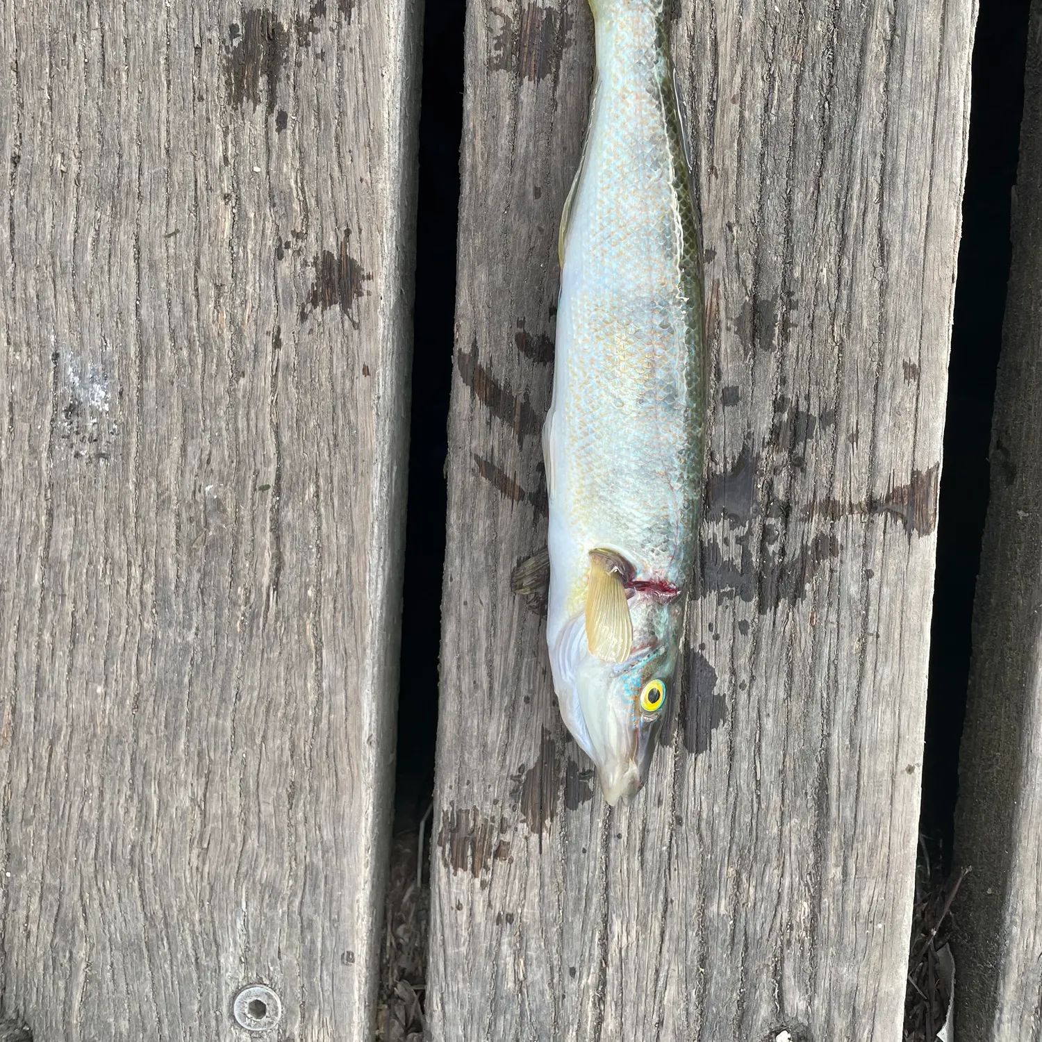 The most recent Blue weed whiting catches on Fishbrain