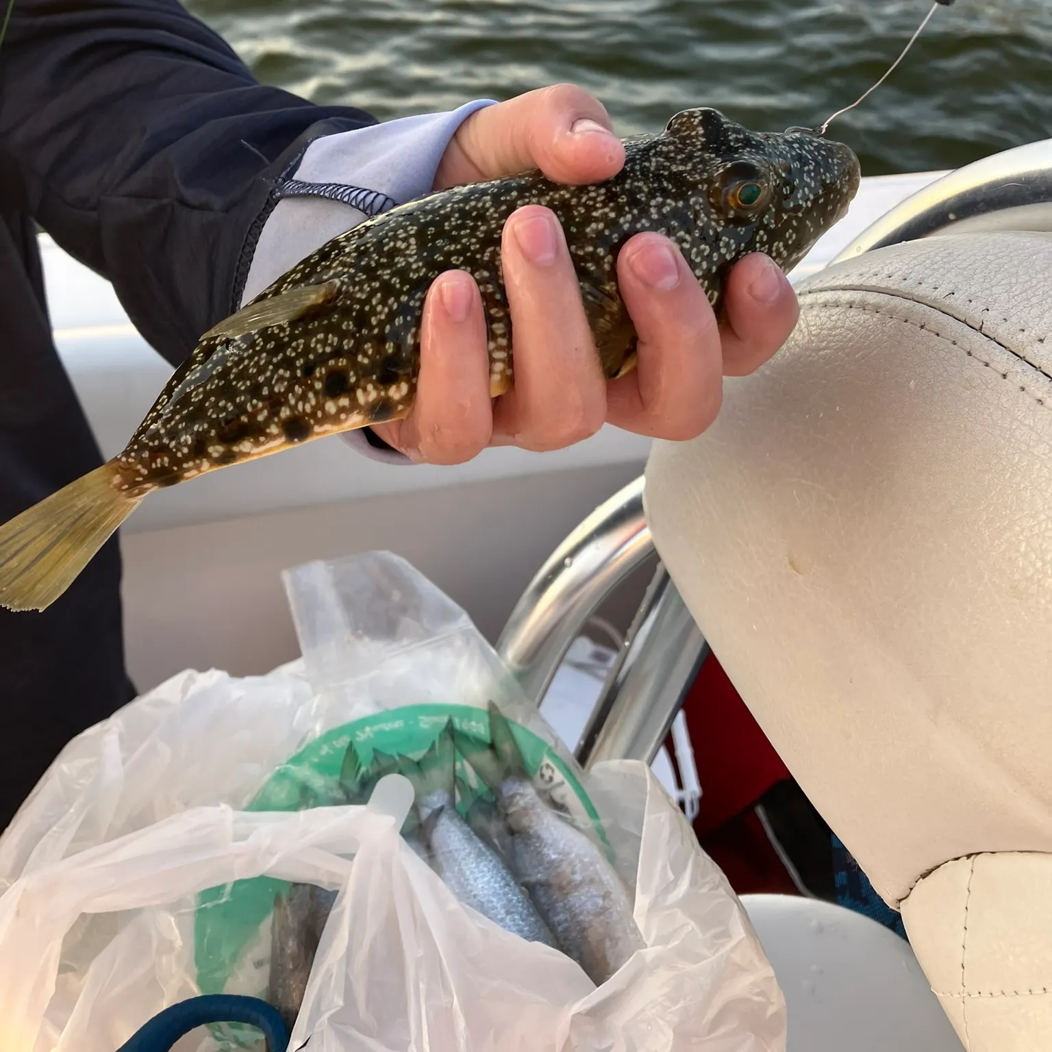 The most recent Northern puffer catches on Fishbrain