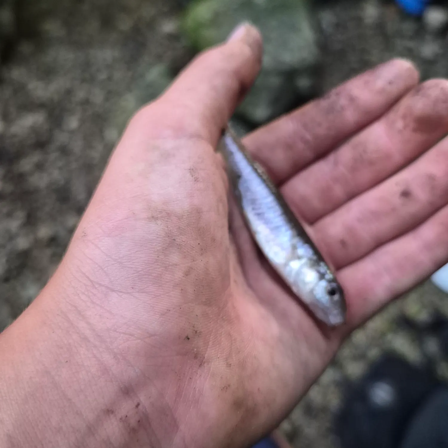 The most recent Round whitefish catches on Fishbrain