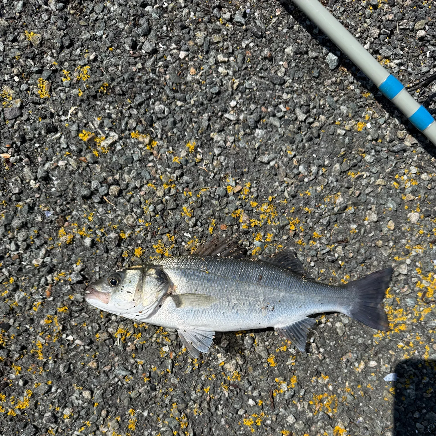 European seabass caught on Fishbrain