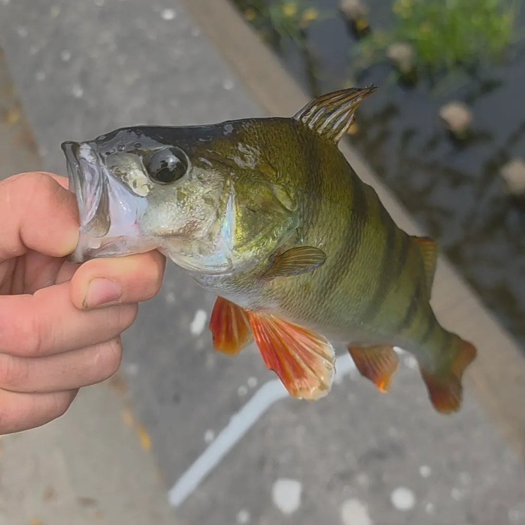 European perch caught on Fishbrain
