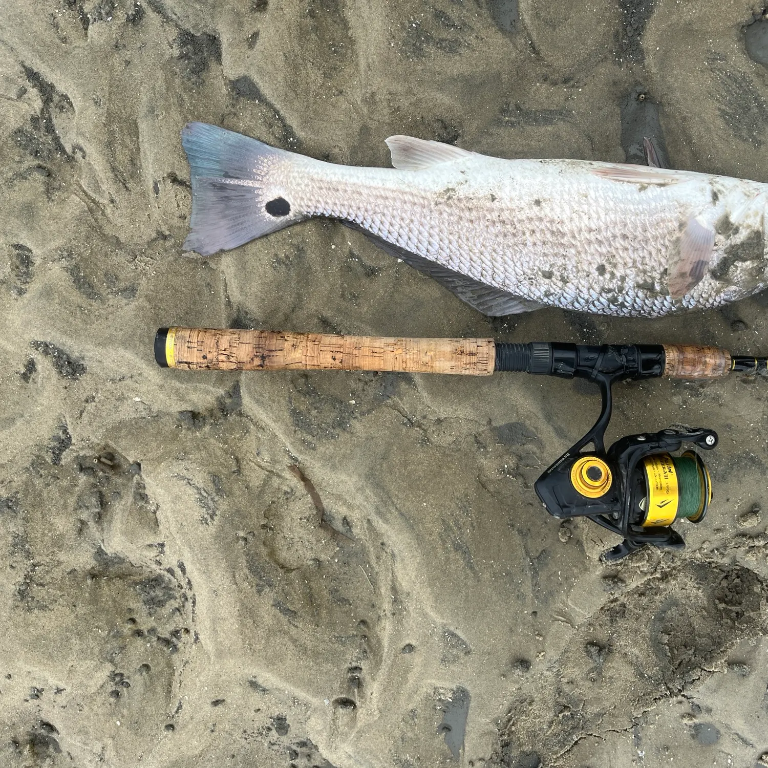 Red drum caught on Fishbrain