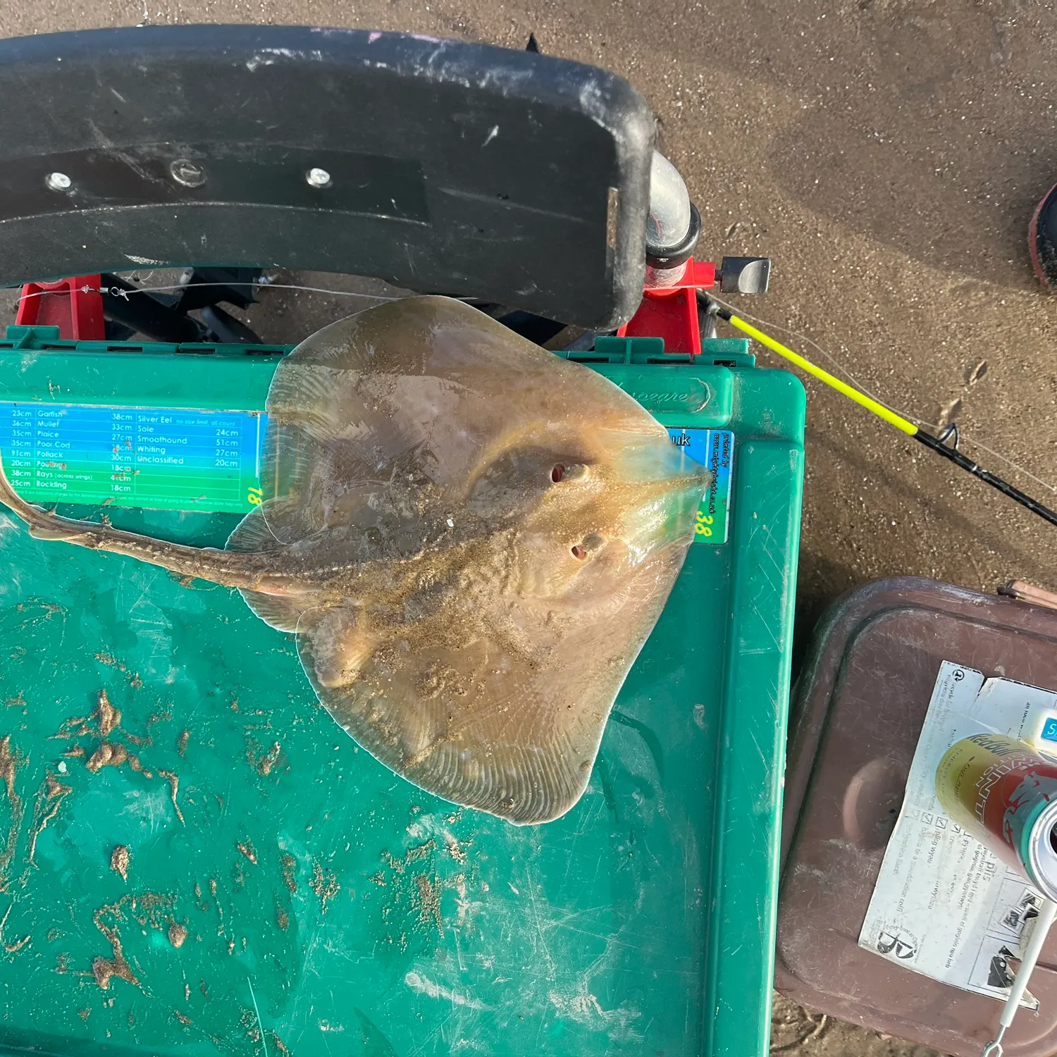The most recent Small-eyed ray catches on Fishbrain