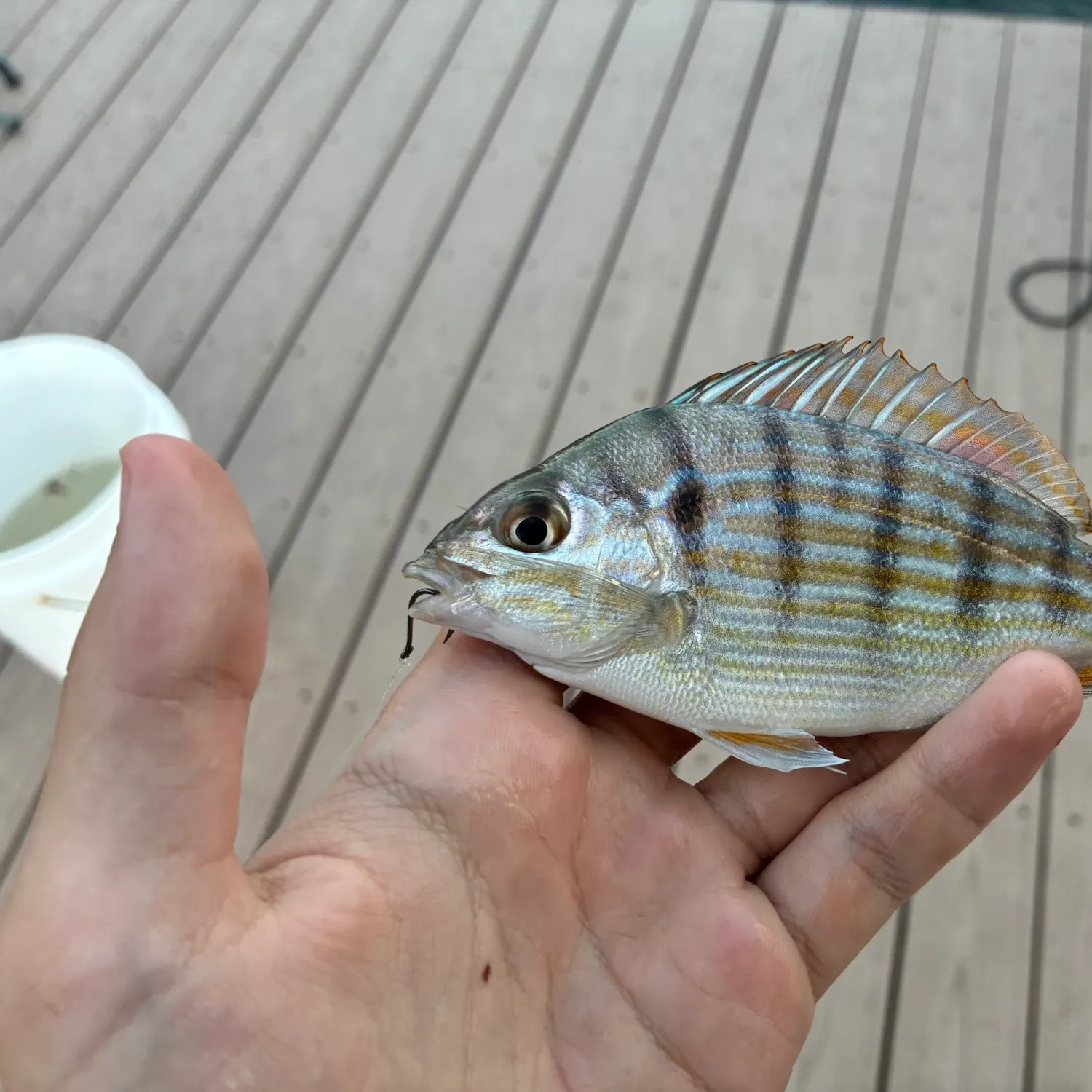 Pinfish caught on Fishbrain