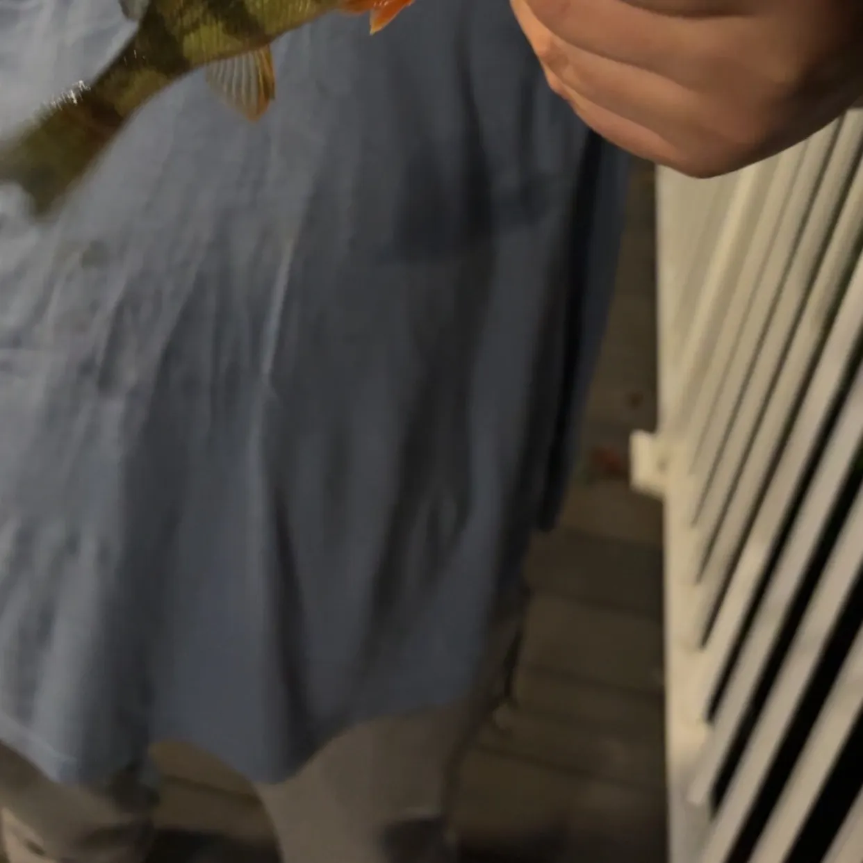 Yellow perch caught on Fishbrain