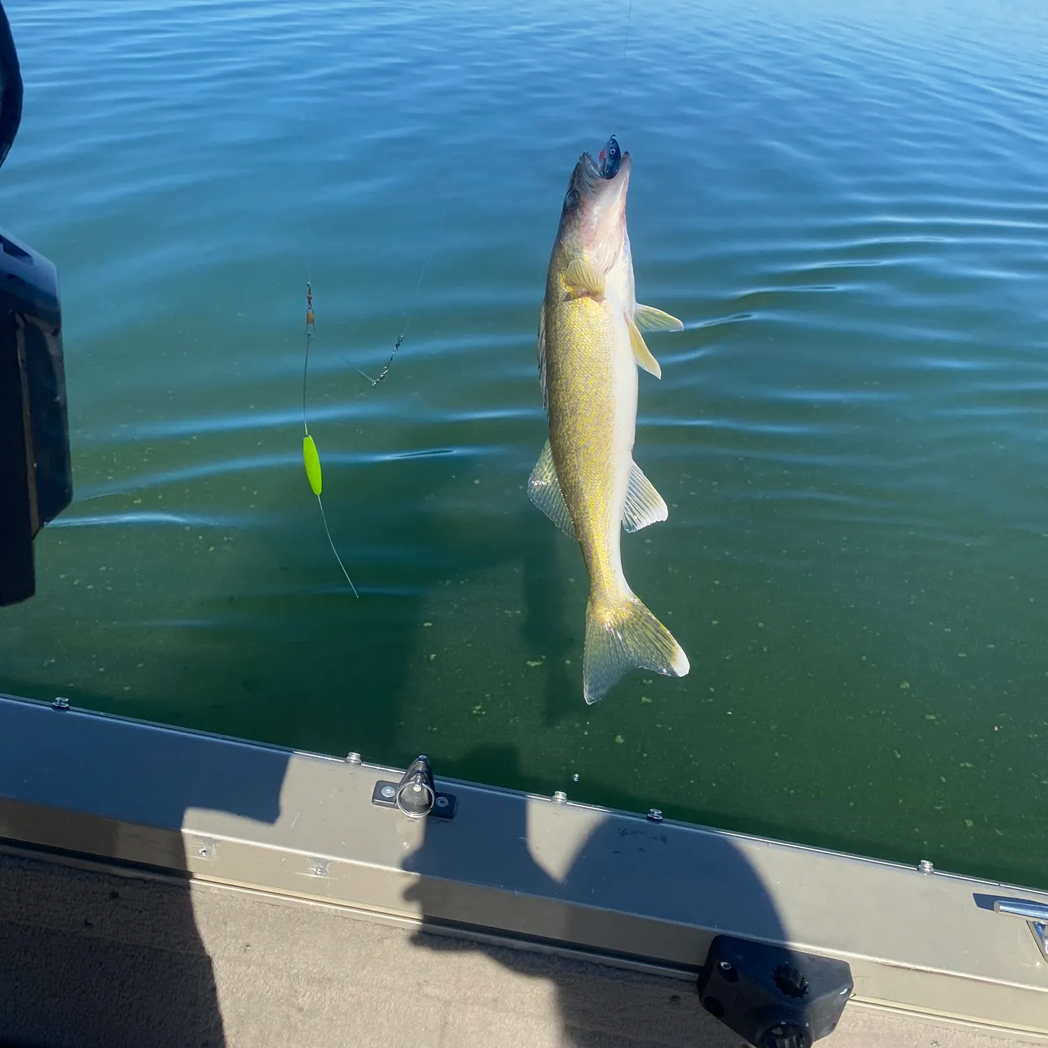Walleye caught on Fishbrain