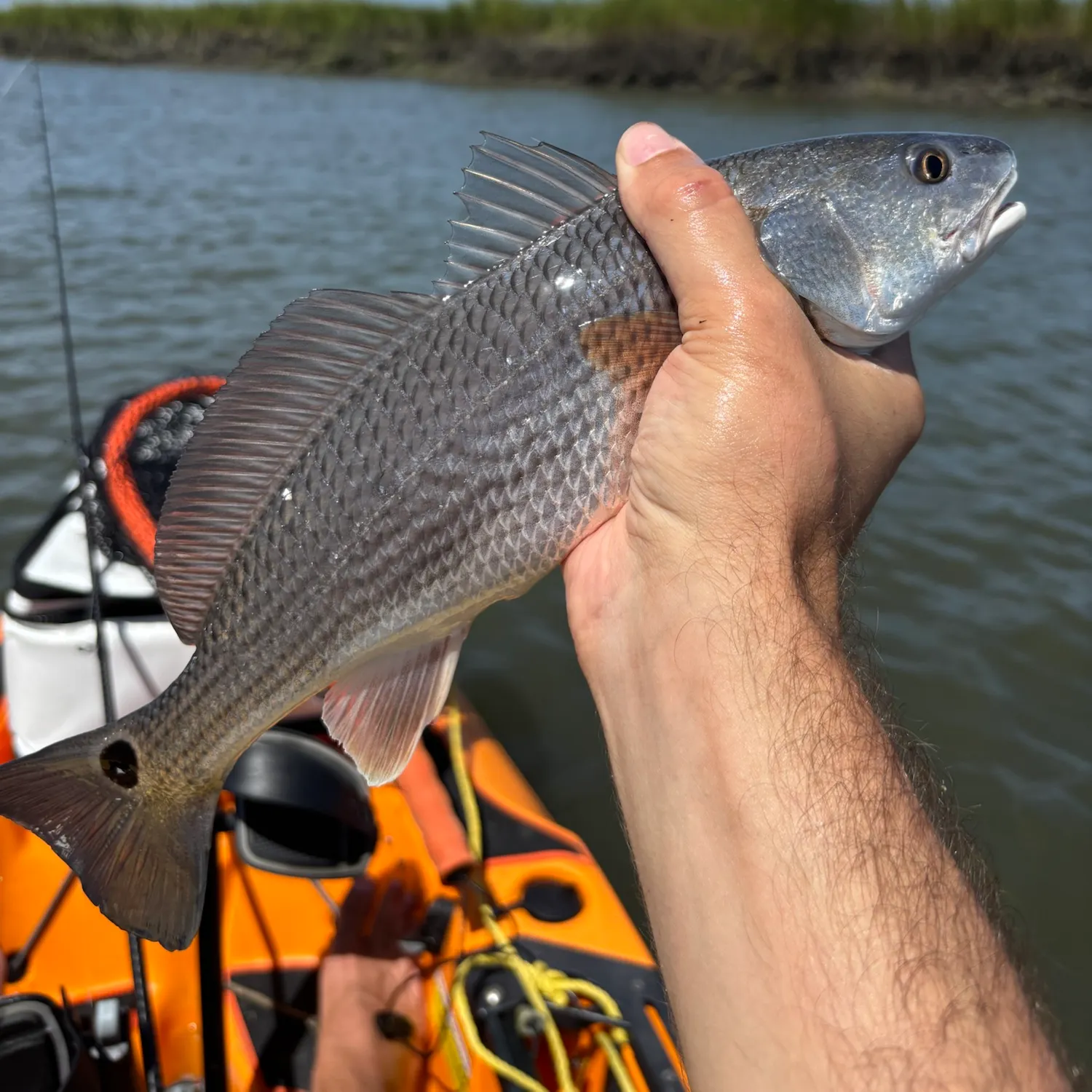 Red drum caught on Fishbrain