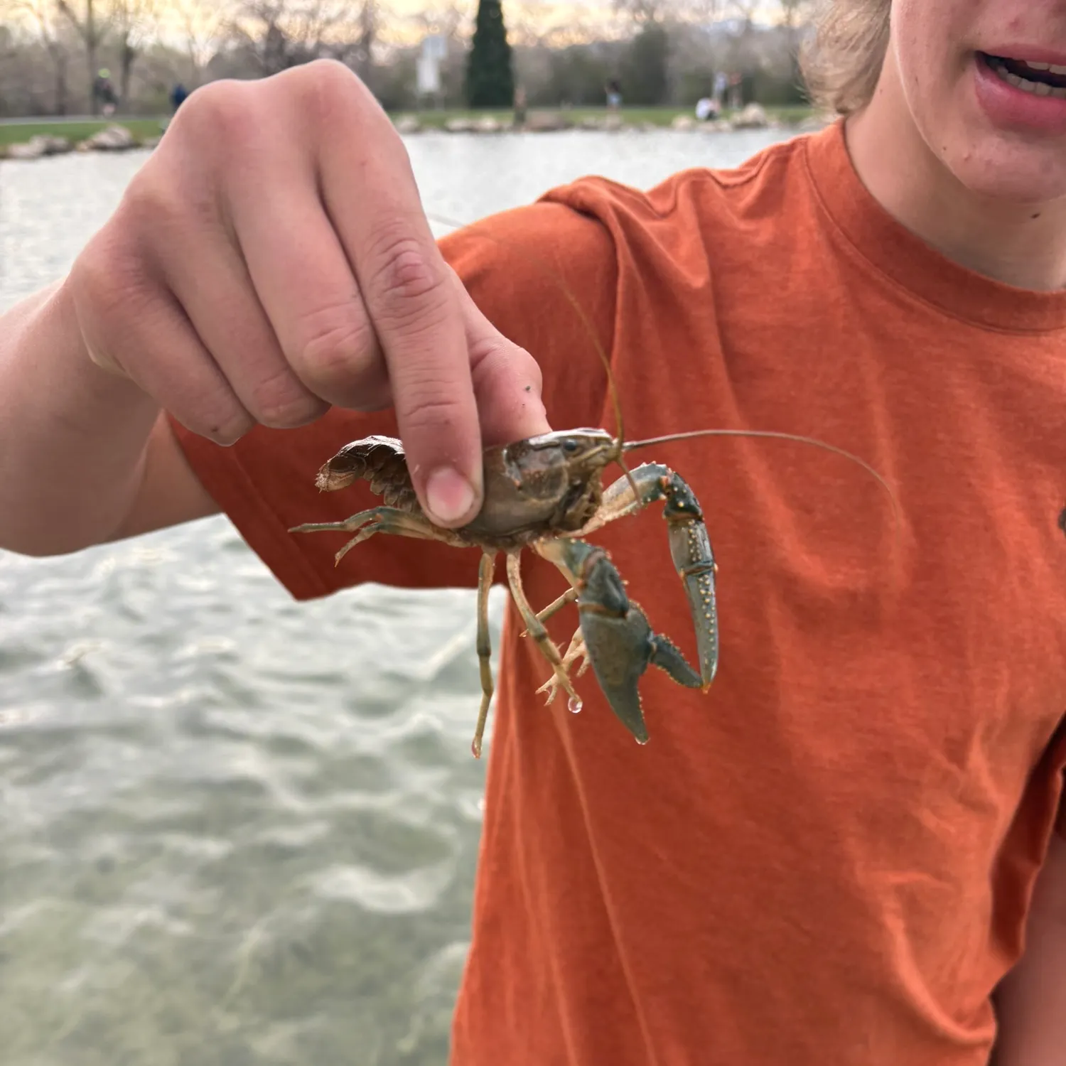The most recent Virile crayfish catches on Fishbrain