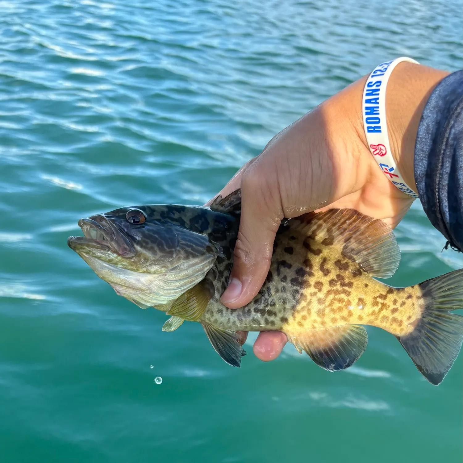 Gag grouper caught on Fishbrain