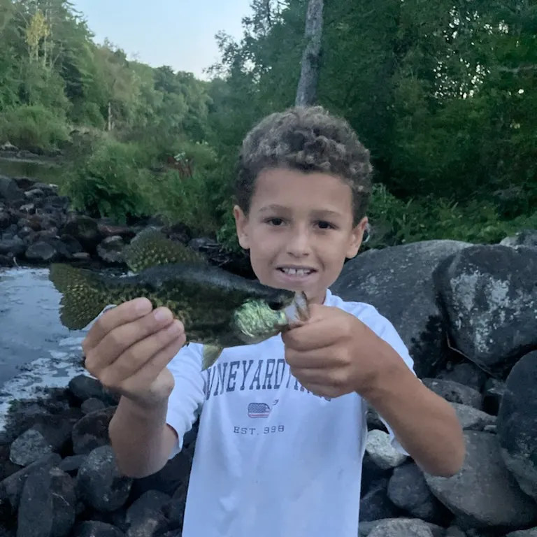 Black crappie caught on Fishbrain