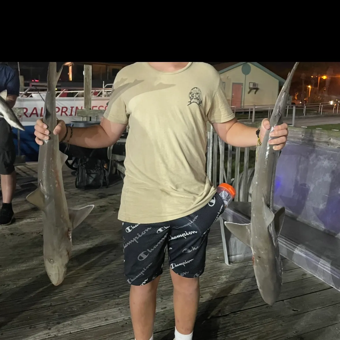 The most recent Tope shark catches on Fishbrain